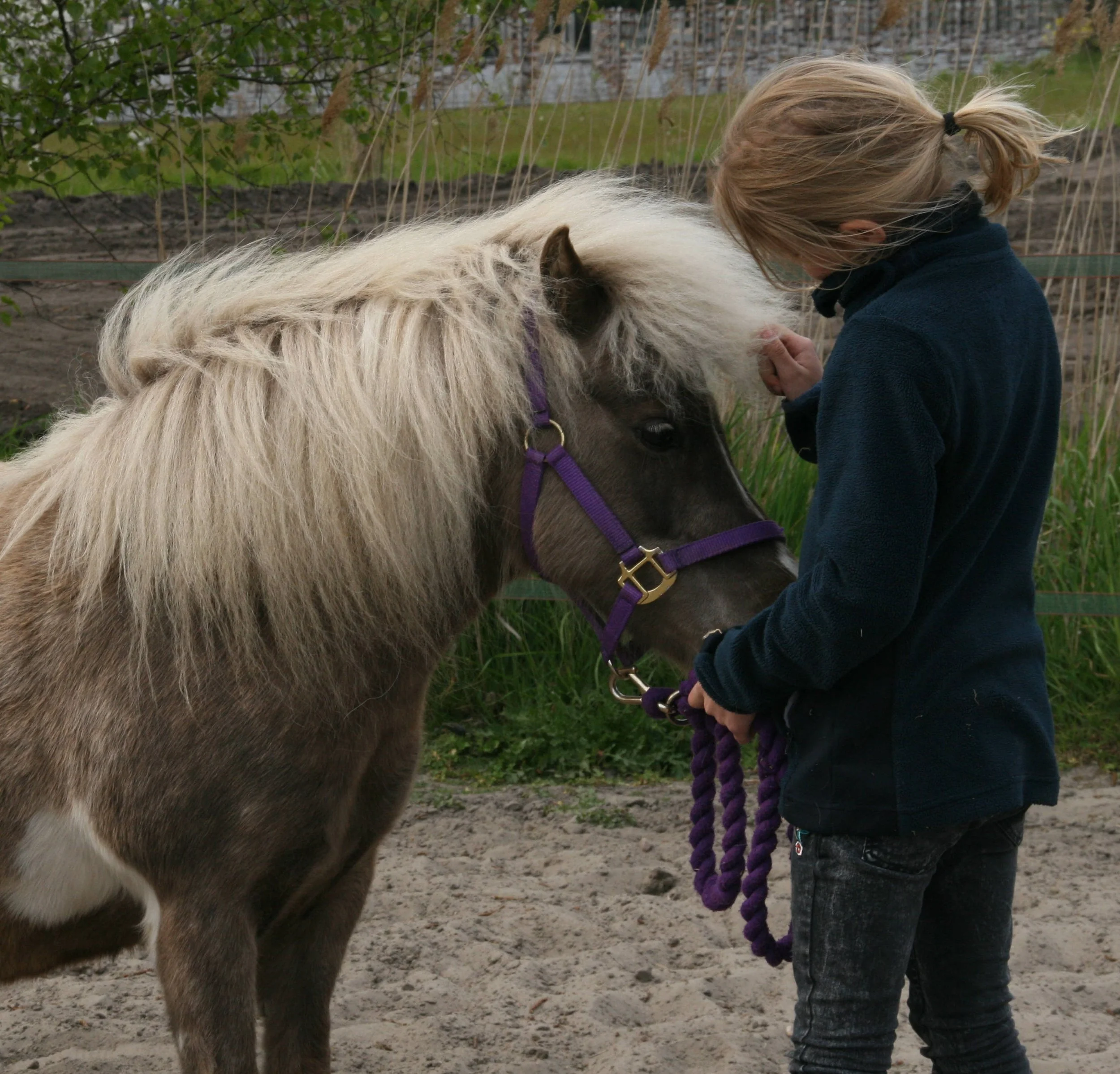 knuffelpony.JPG