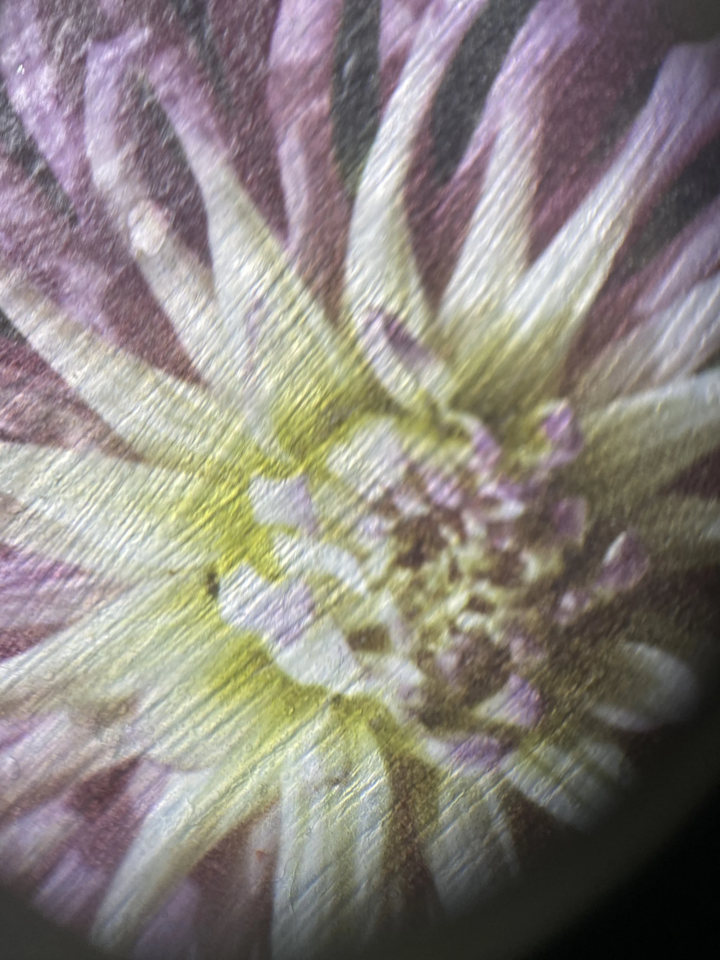 Kristina Alexander, Garden Jewels: Spidery Dahlia I detail