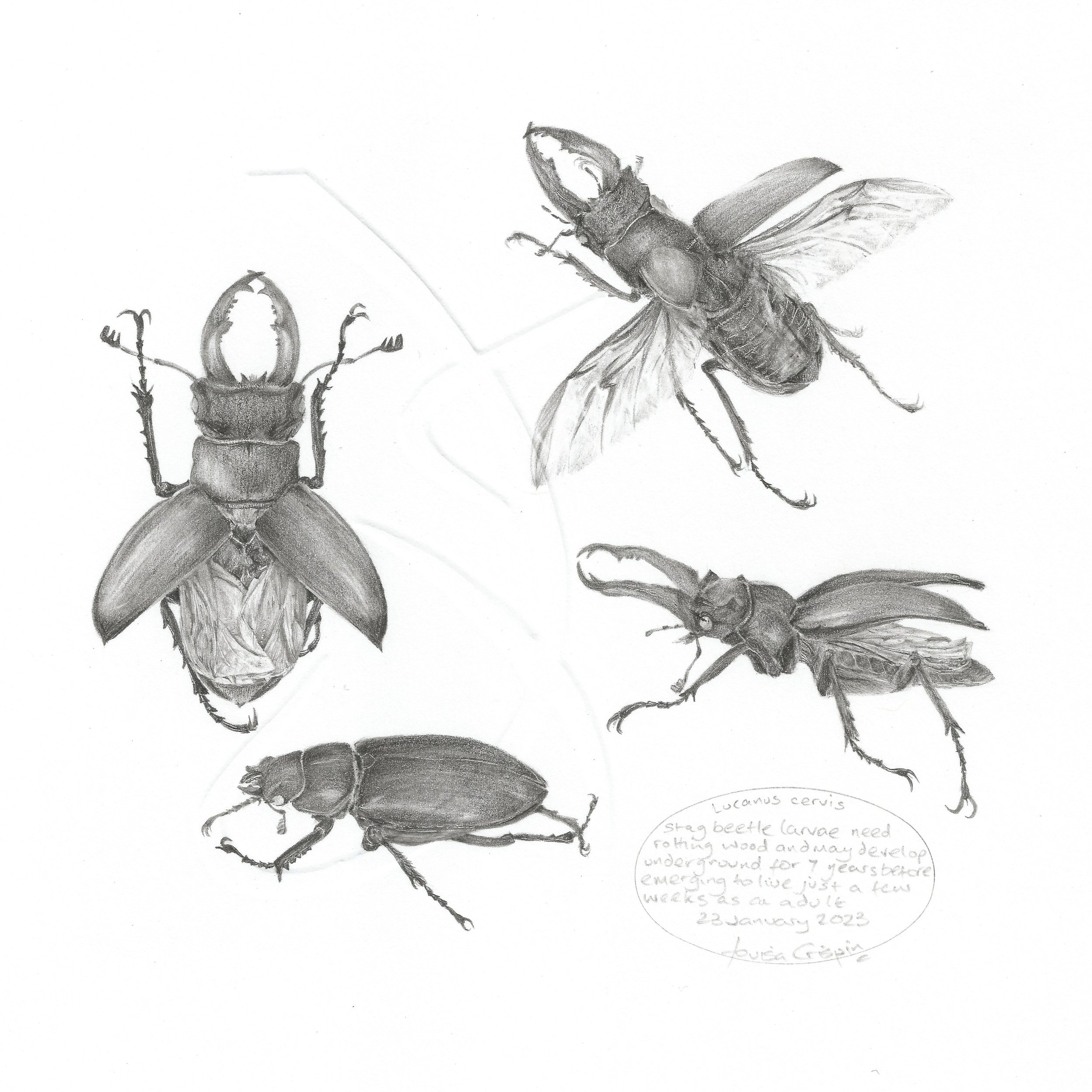 Louisa Crispin_Study of a Beetle 001 Stag Beetle.jpg