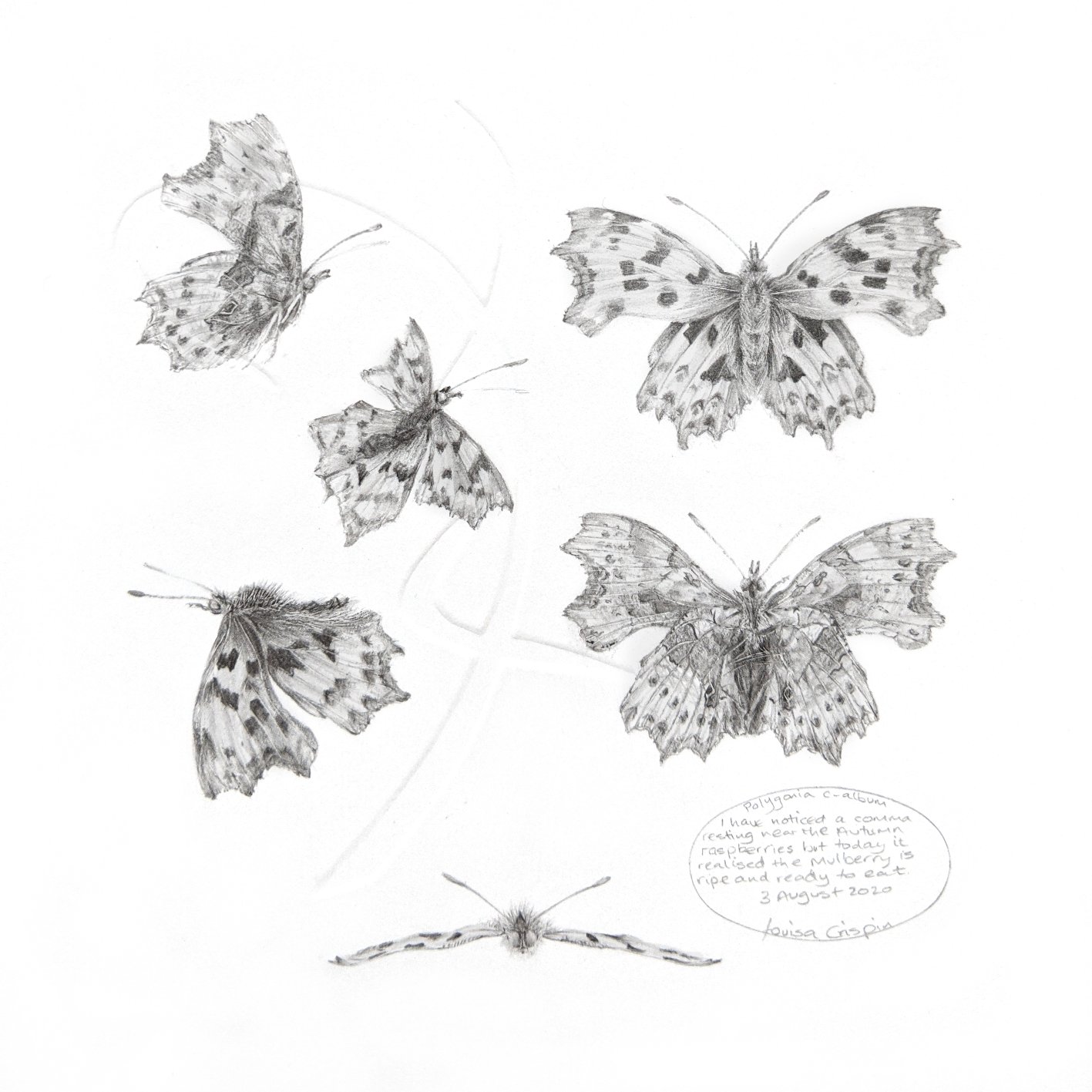 Louisa Crispin_Study of a Butterfly 002 Comma.jpg