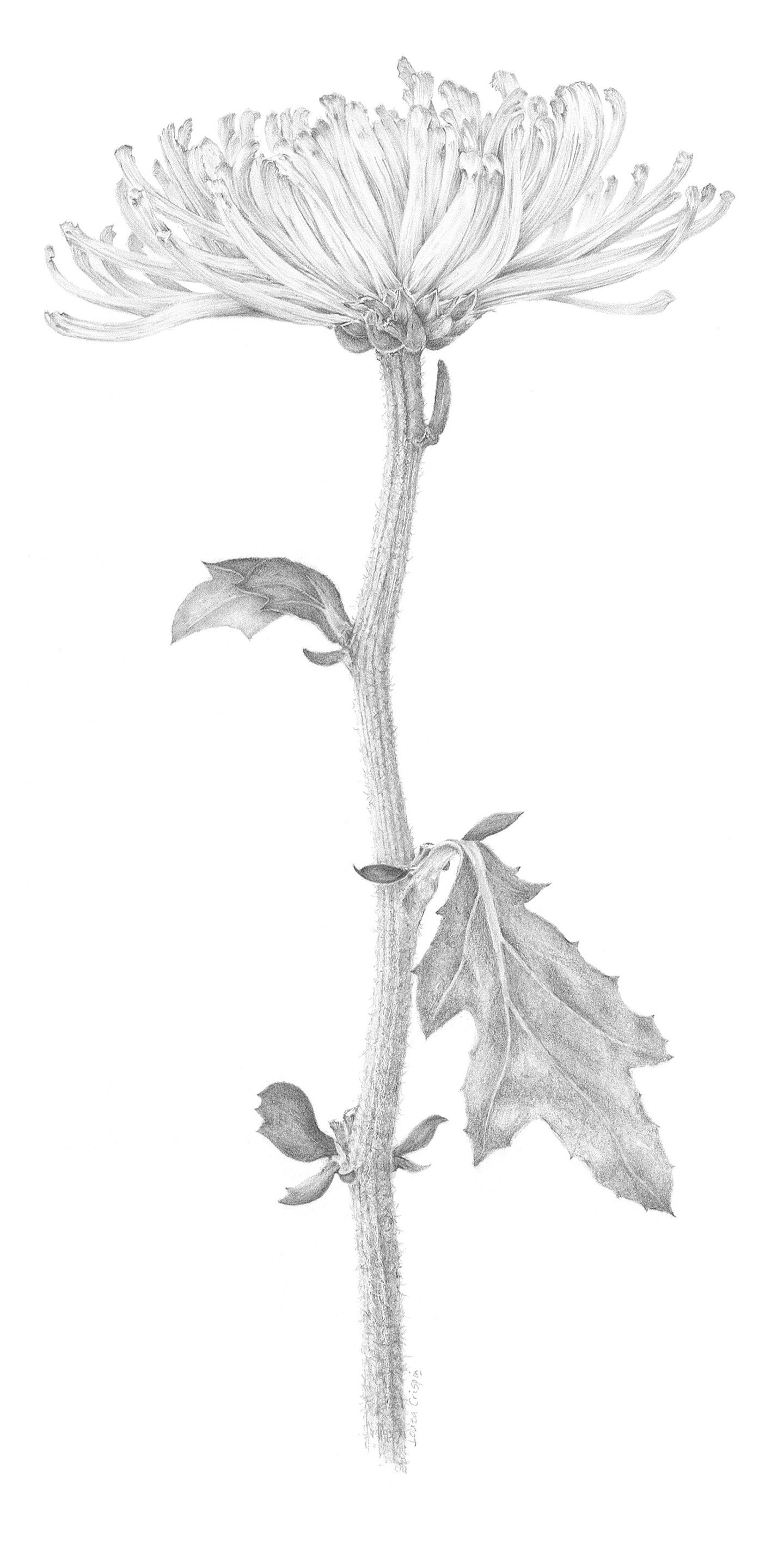Louisa Crispin_Chrysanthemum vi.jpg