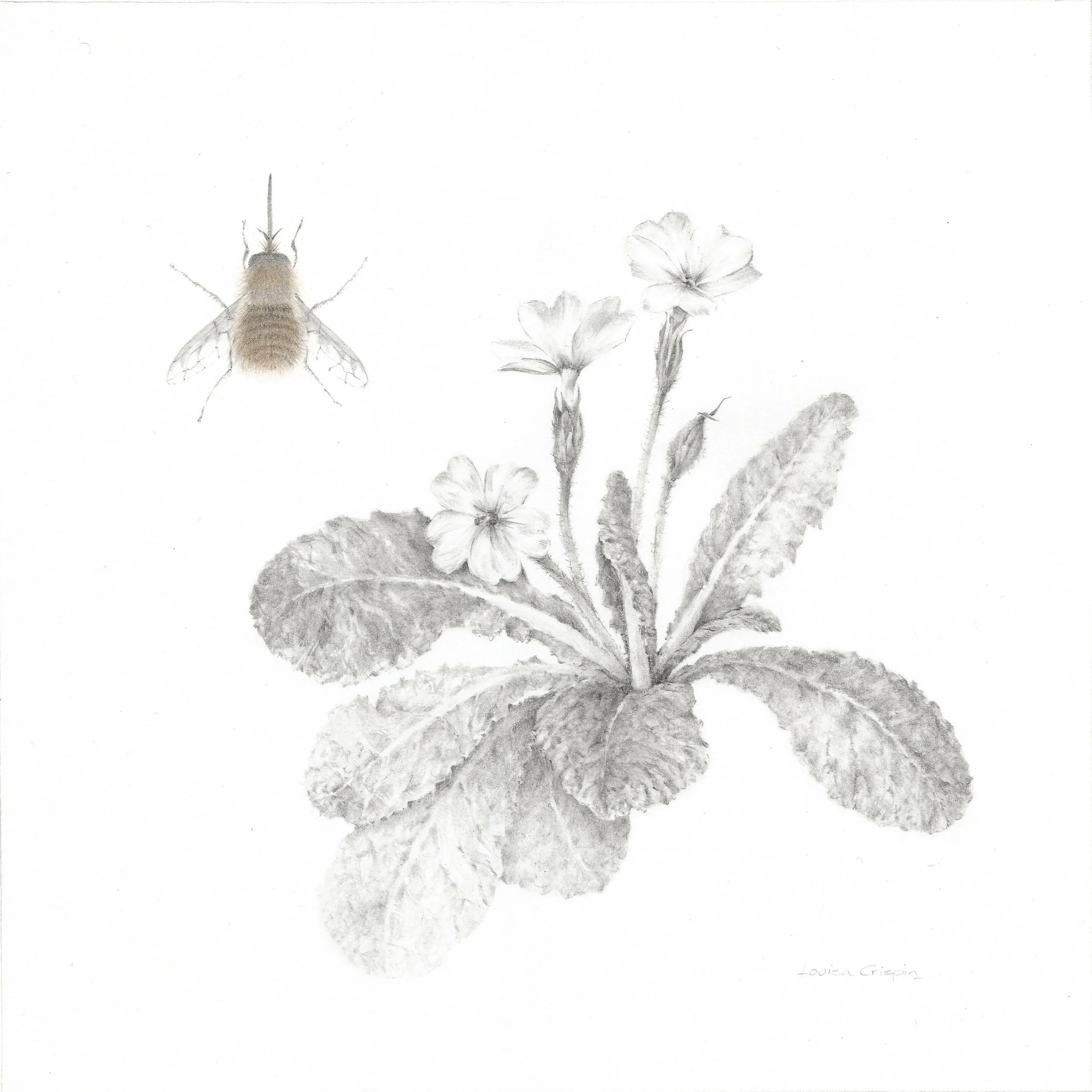 Louisa Crispin, Study of a Lawnflower 003 ~ Primrose and Beefly