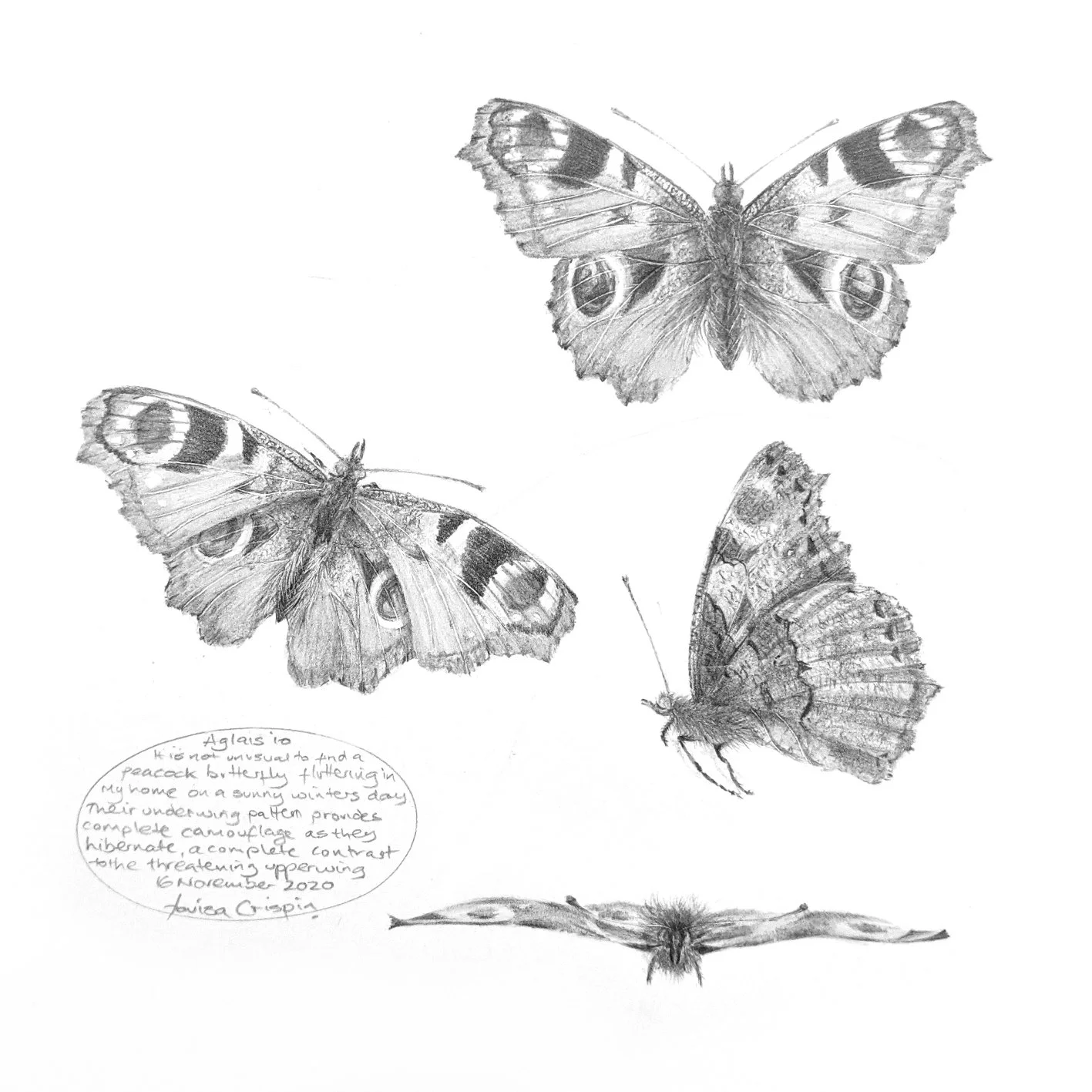 Louisa Crispin, Study of a Butterfly 003 ~ Peacock