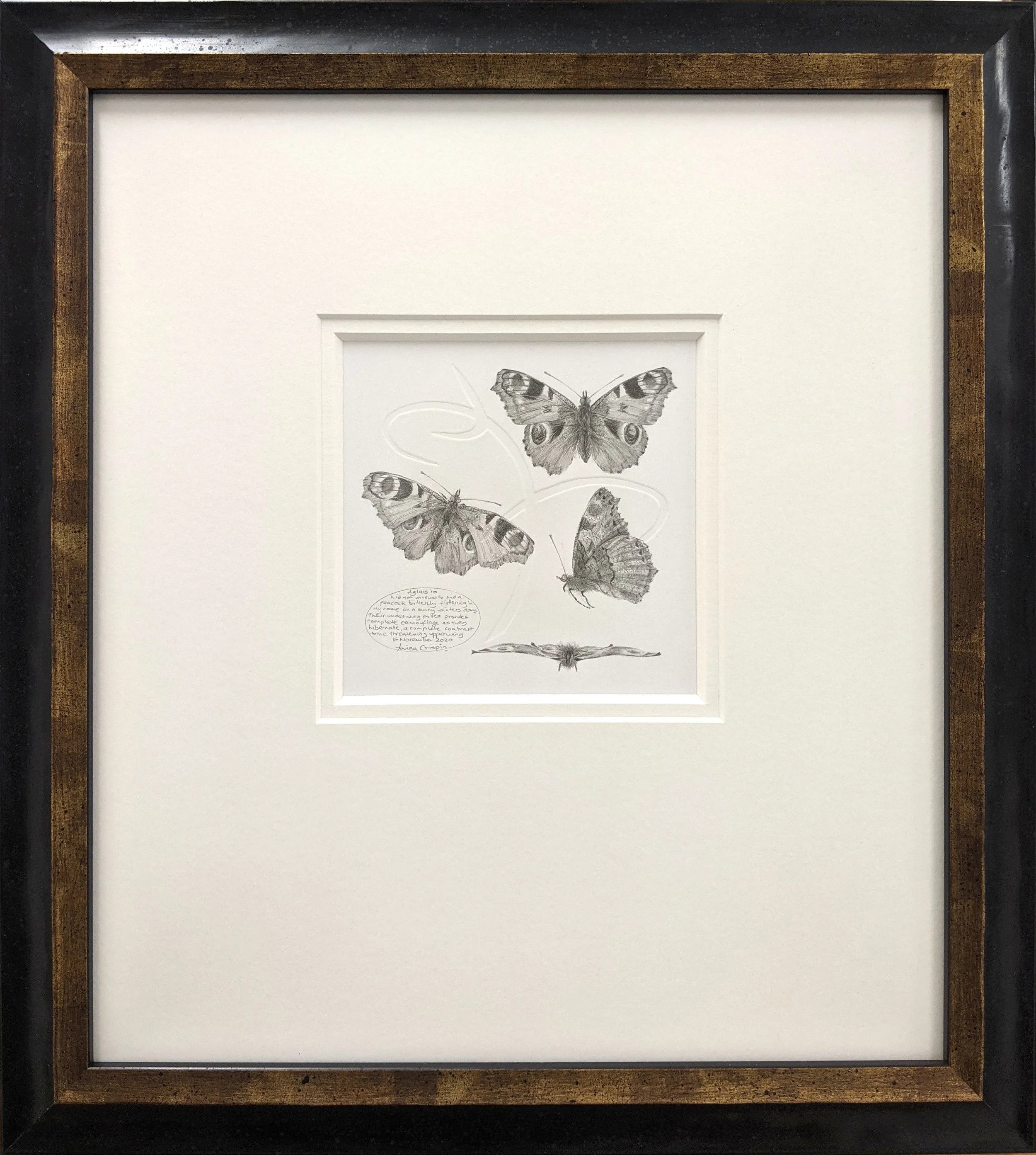 Louisa Crispin, Study of a Butterfly 003 ~ Peacock