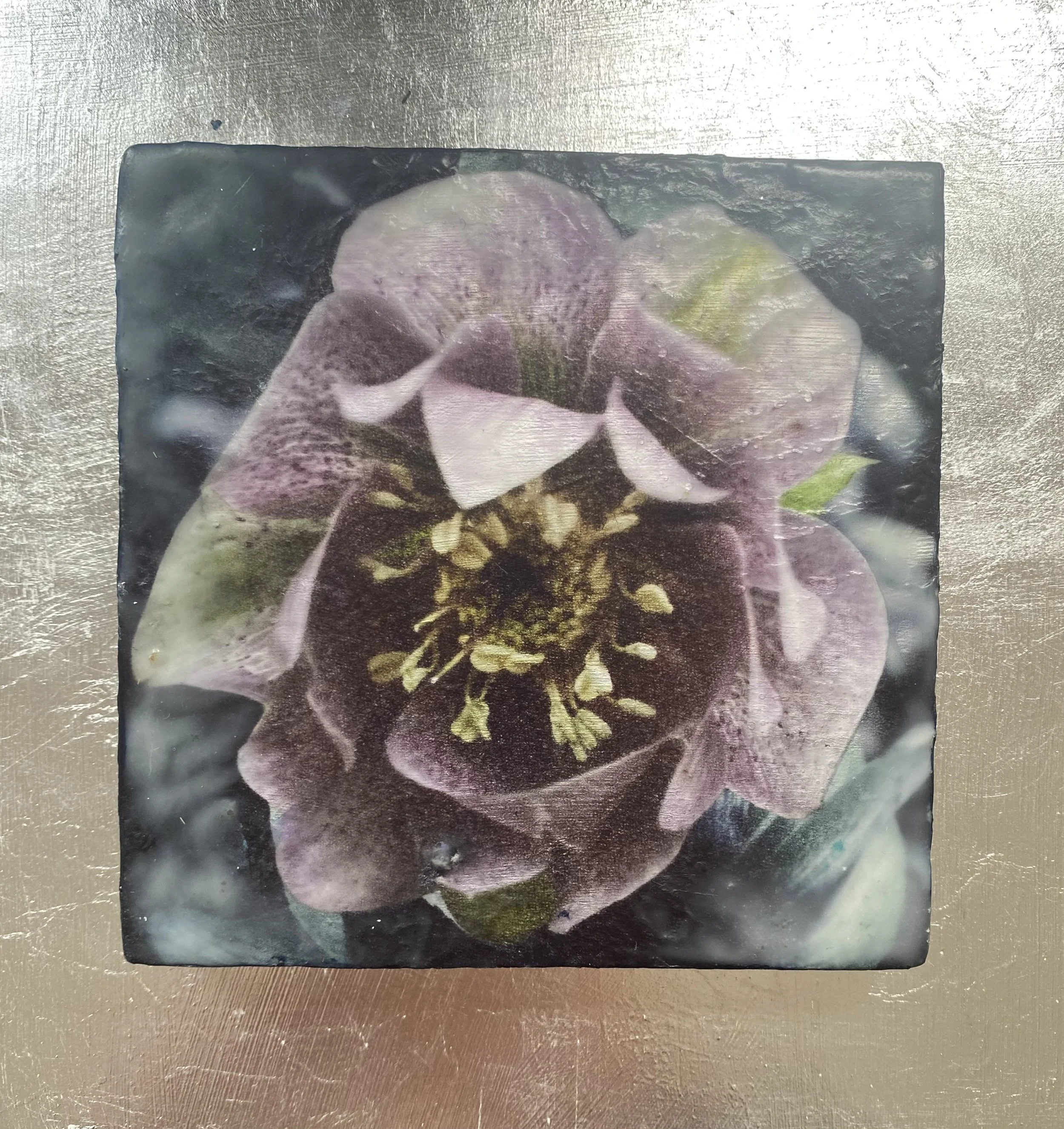 Kristina Alexander, Garden Jewels: Pink Hellebore I