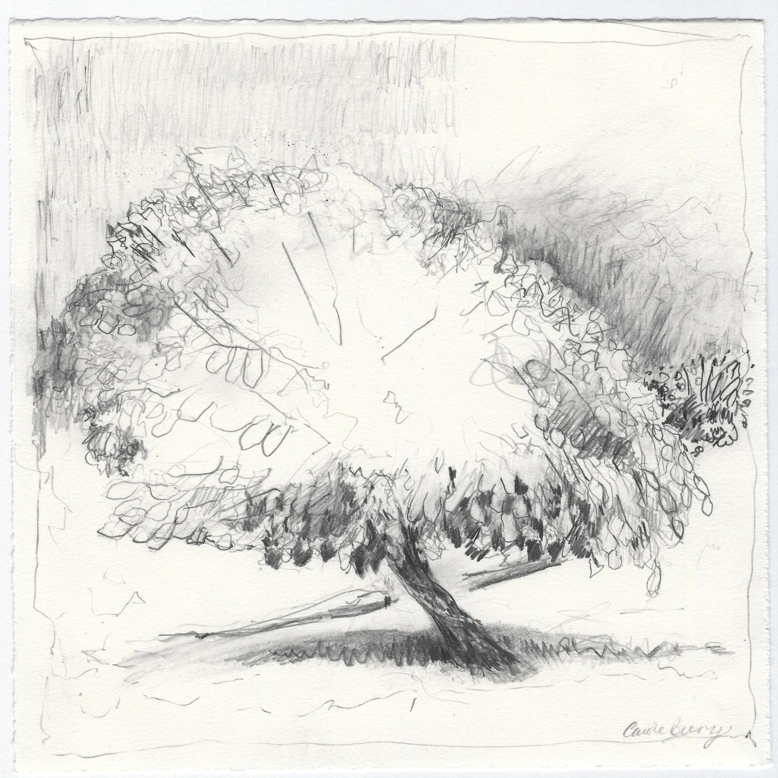Carole-Bury_The-Mulberry-Tree.jpg
