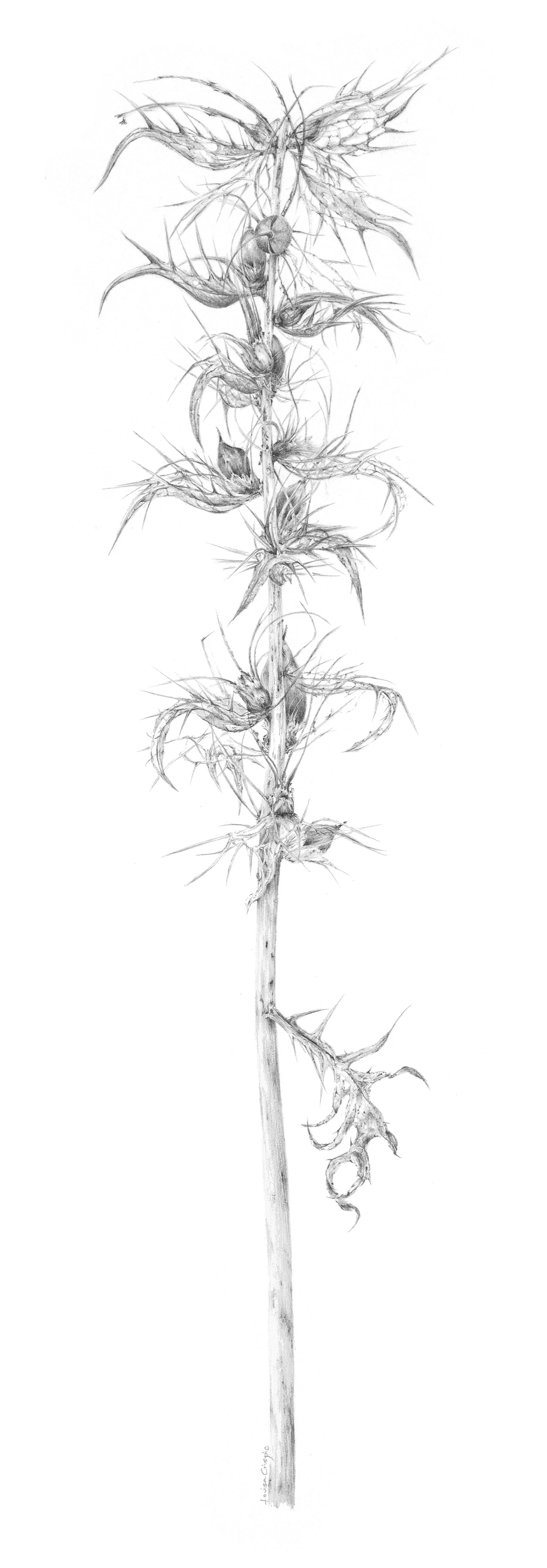 Louisa Crispin Decay xxii ~ Acanthus mollis