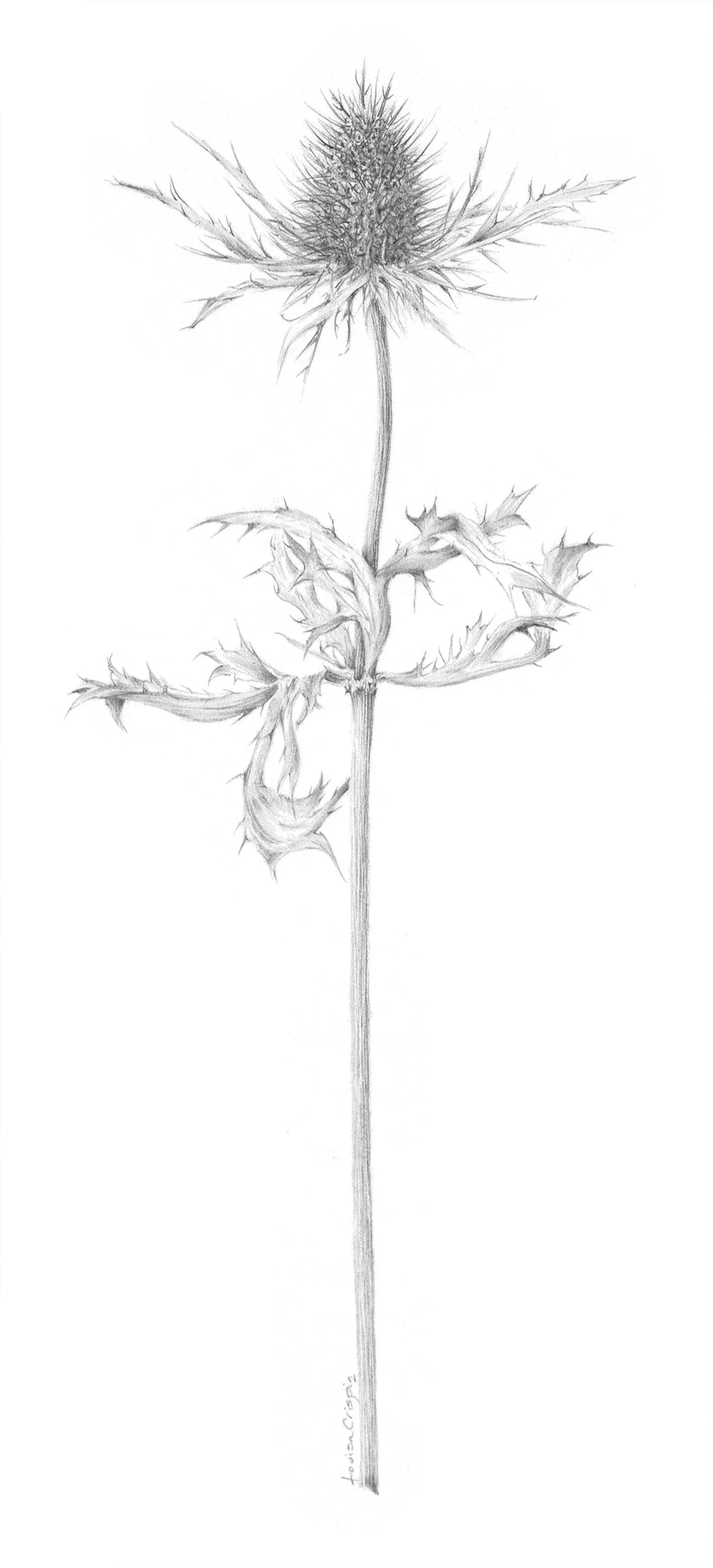Louisa Crispin Decay xix - The Eryngium.jpg