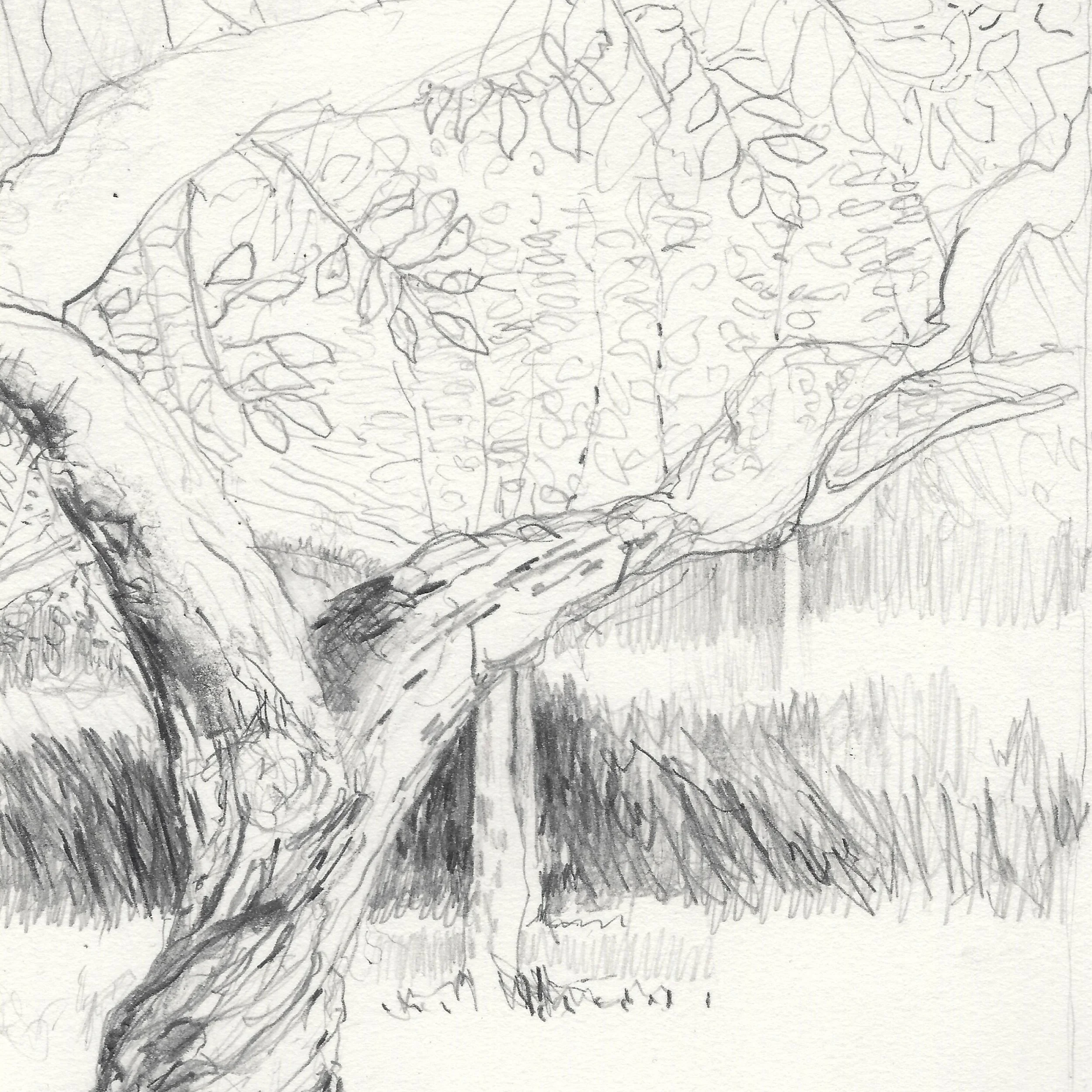 Carole-Bury_the-medlar-tree-detail 2.jpg