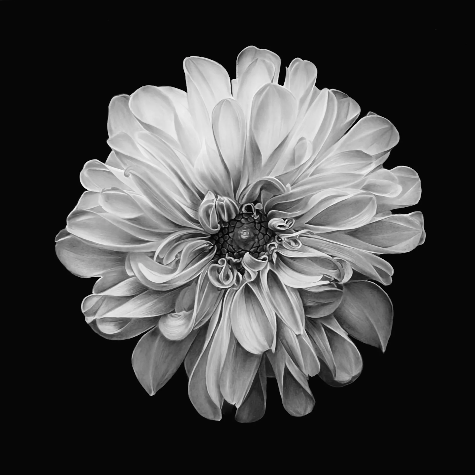 SianEllisTillott_A_Dahlia_in_Bloom_at_Kew_Graphite_Charcoal_Paper.jpg