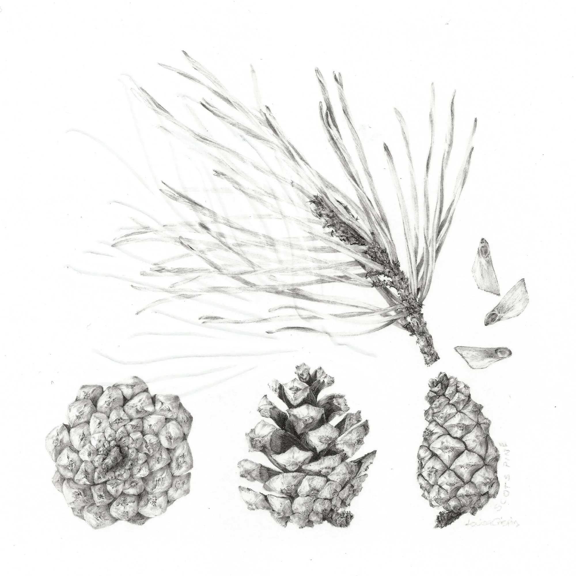Louisa Crispin Study of a Seed 007 ~ Scots Pine