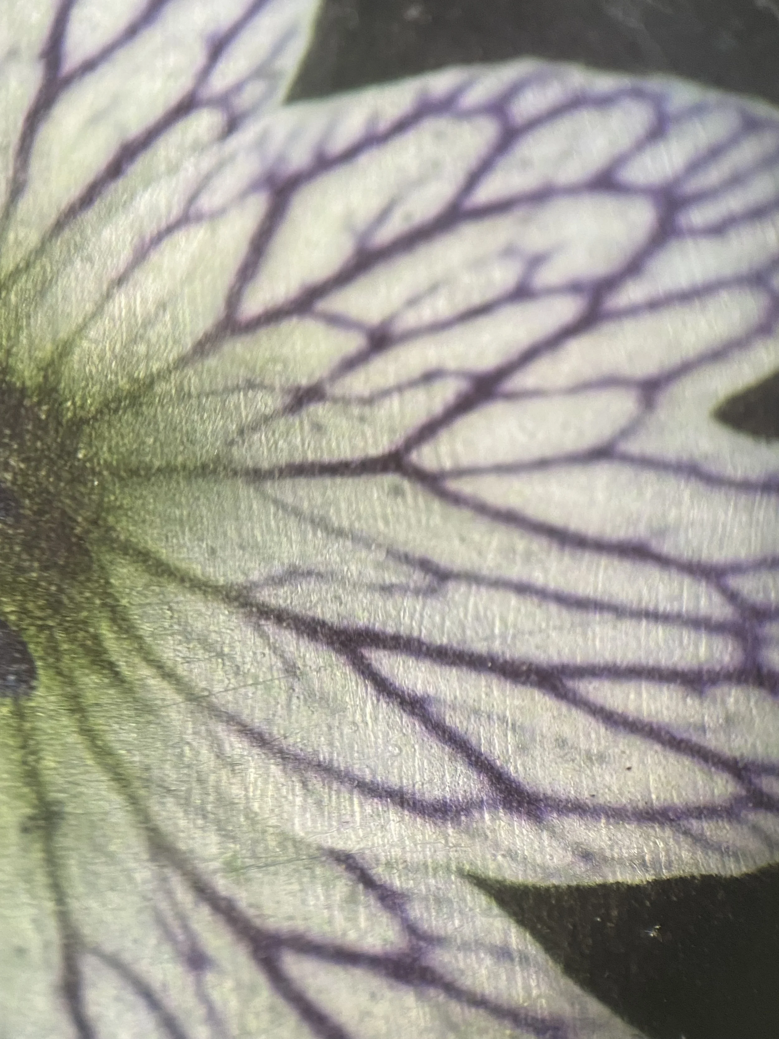 Kristina Alexander, Garden Jewels: Pencilled Geranium detail