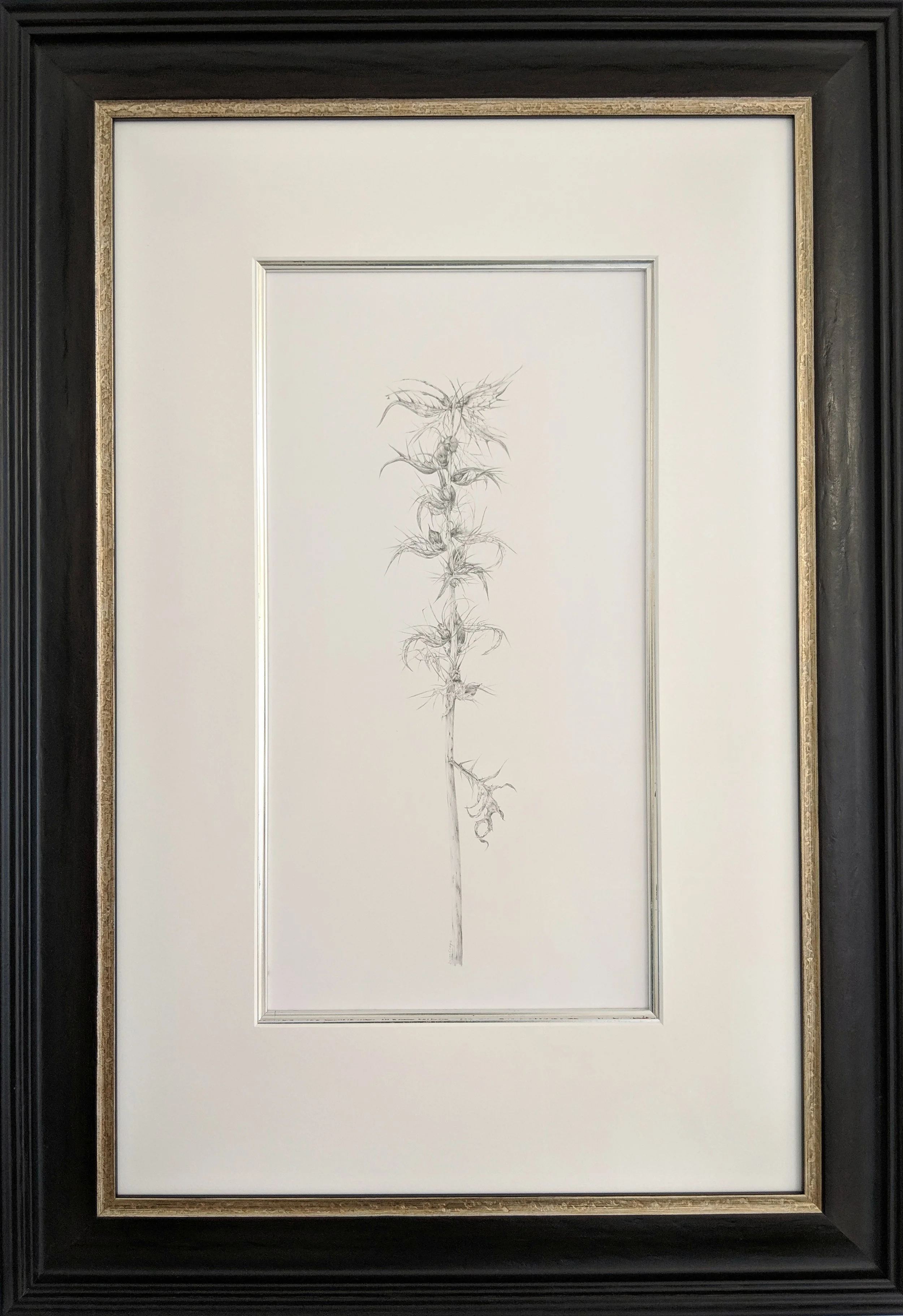 Louisa Crispin Decay xxii ~ Acanthus mollis framed.jpg