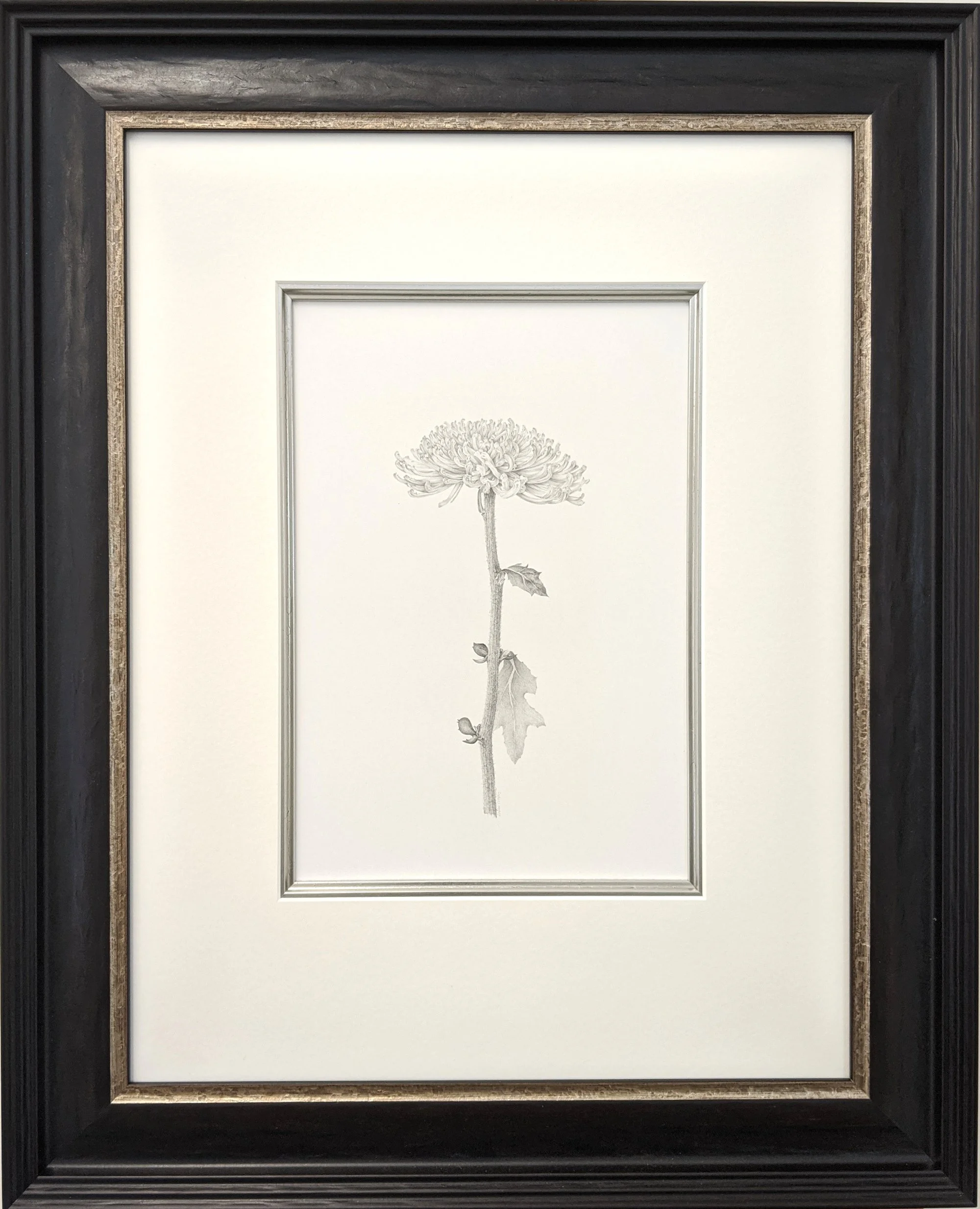Louisa Crispin Chrysanthemum iv framed_7126.jpg