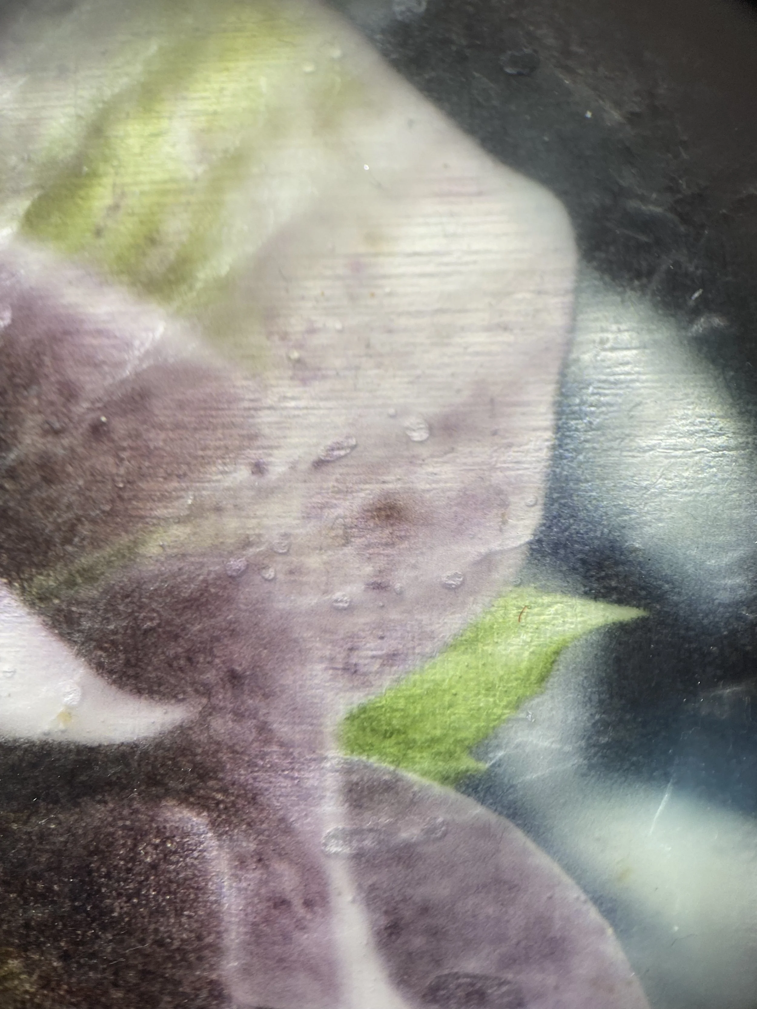 Kristina Alexander, Garden Jewels: Pink Hellebore I detail