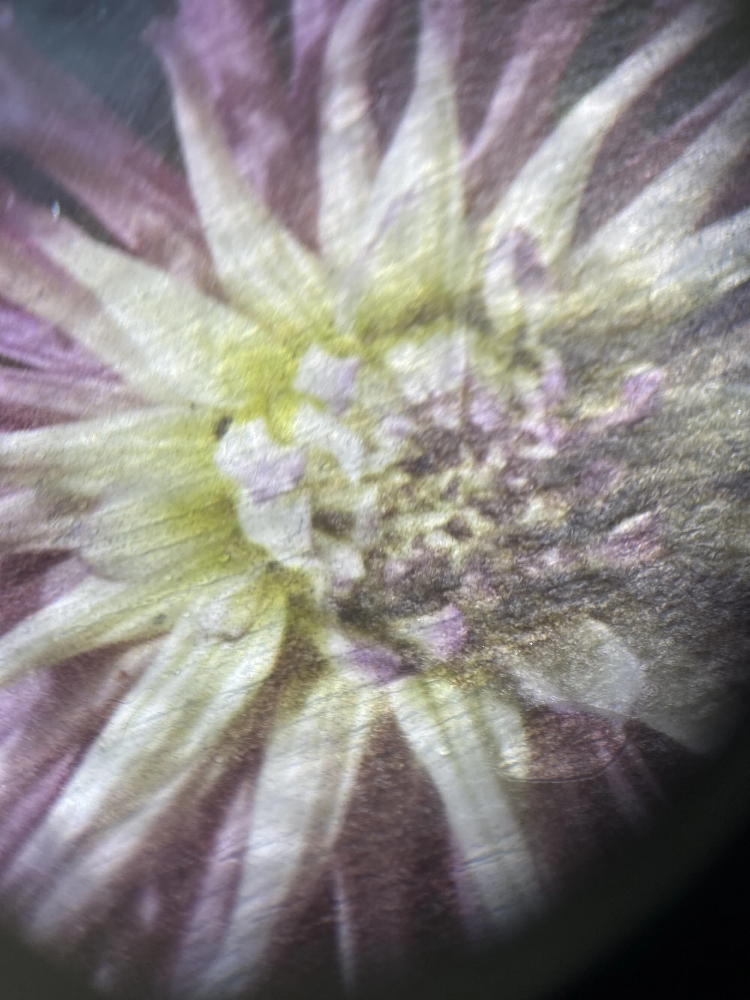 Kristina Alexander, Garden Jewels: Spidery Dahlia I detail