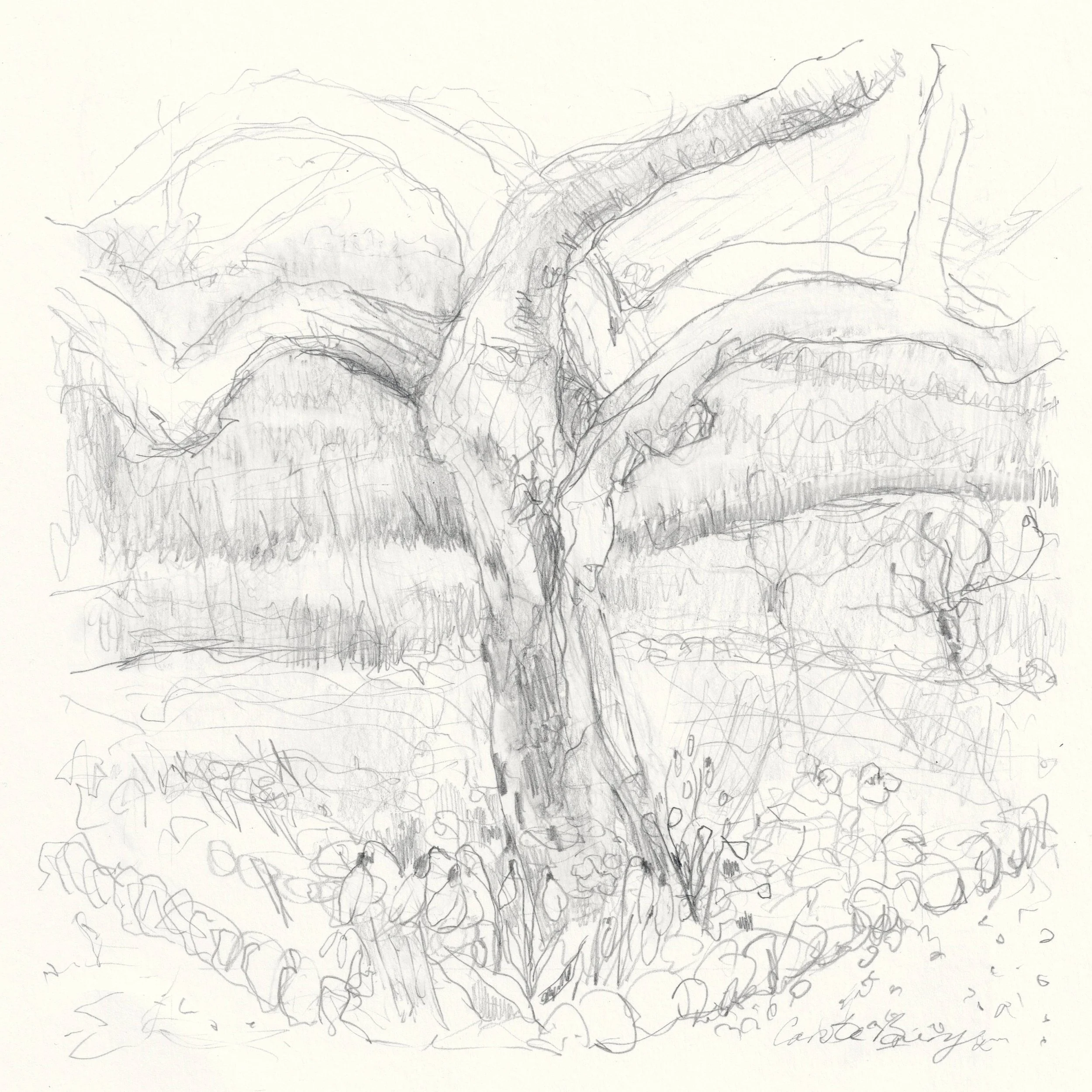 Carole-Bury_The-Corner-Medlar-Tree.jpg