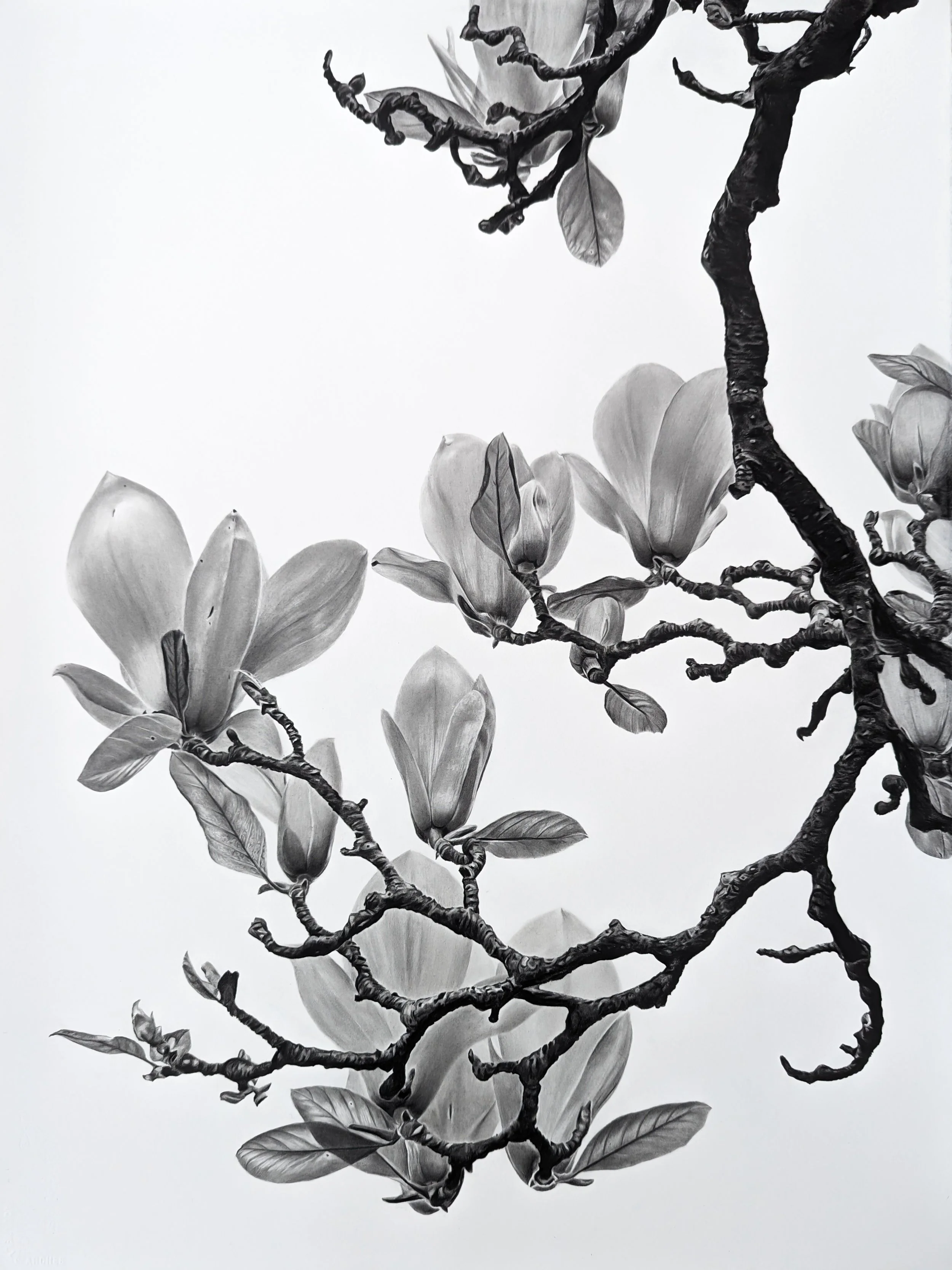 SianEllisTillott_Magnolia_Canopy_at_Kew_Graphite_Paper.jpg