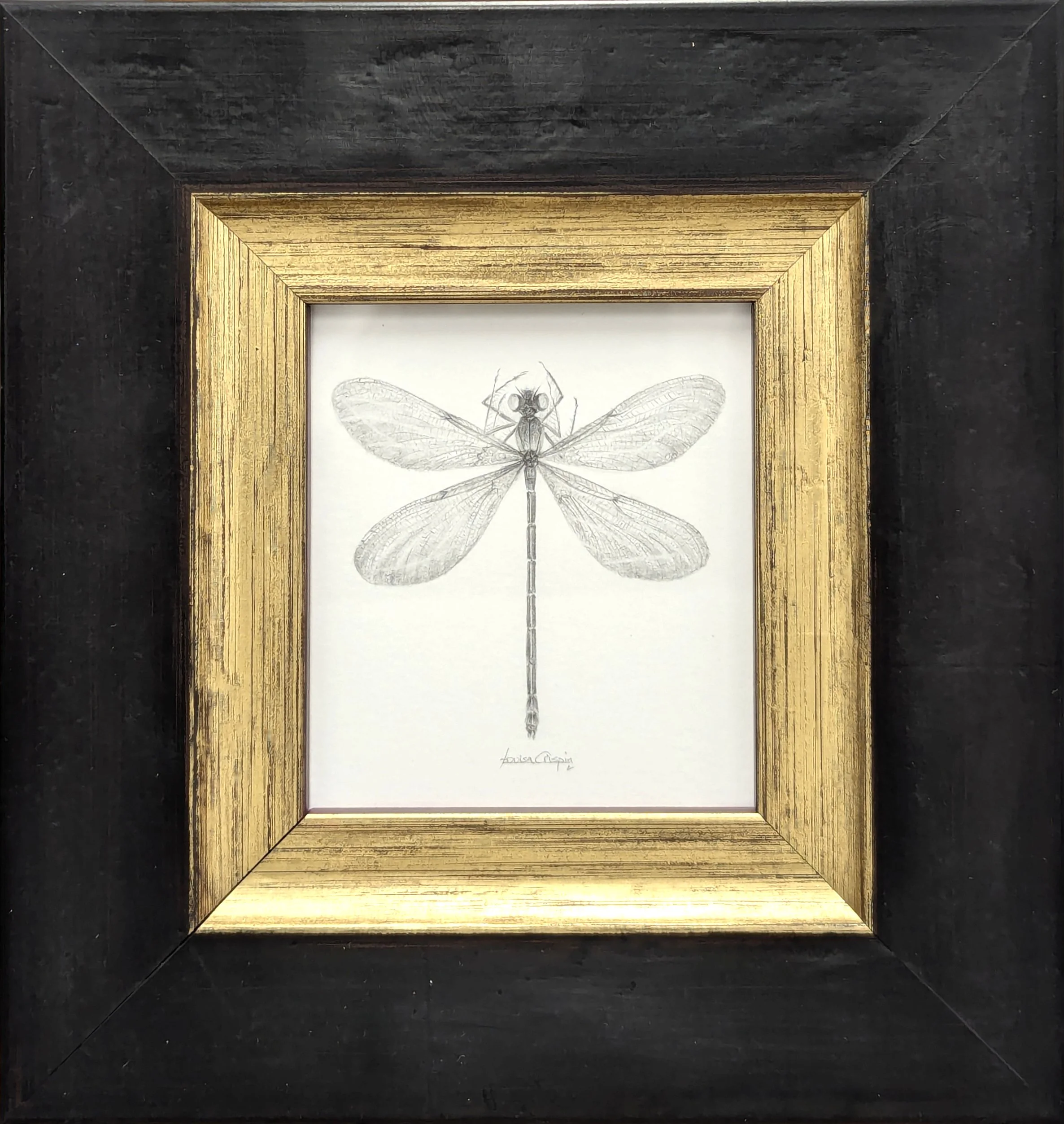 Louisa Crispin Damselfly DF005 framed.jpg