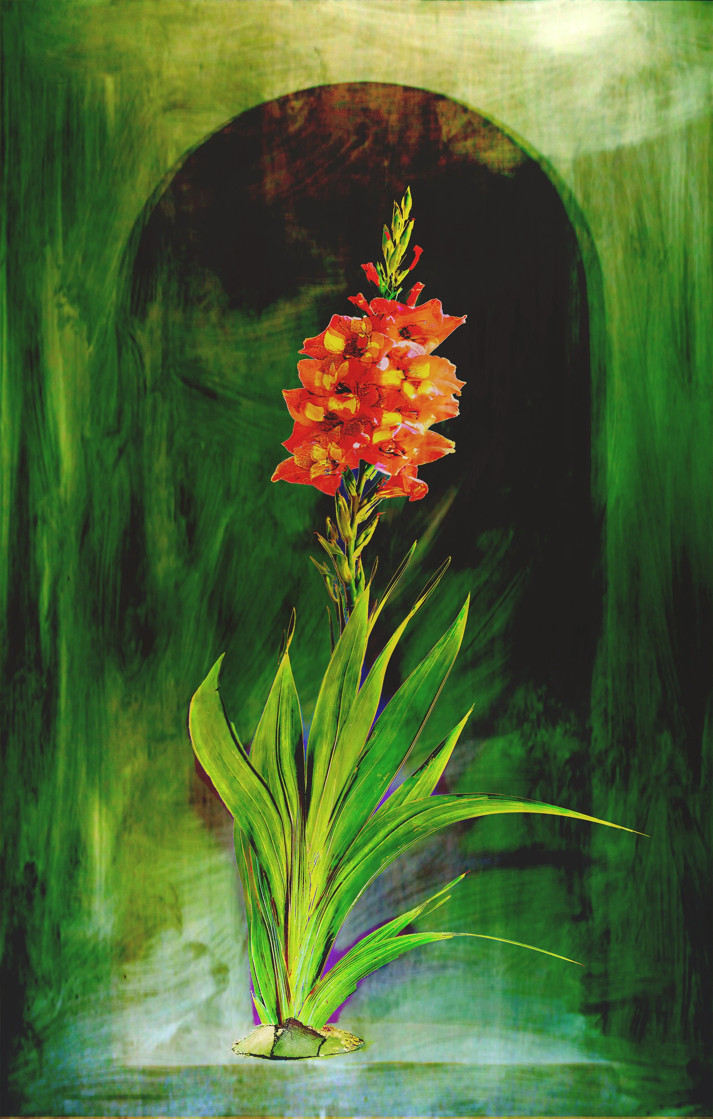 Shelley Rose_Gladiolii.jpg