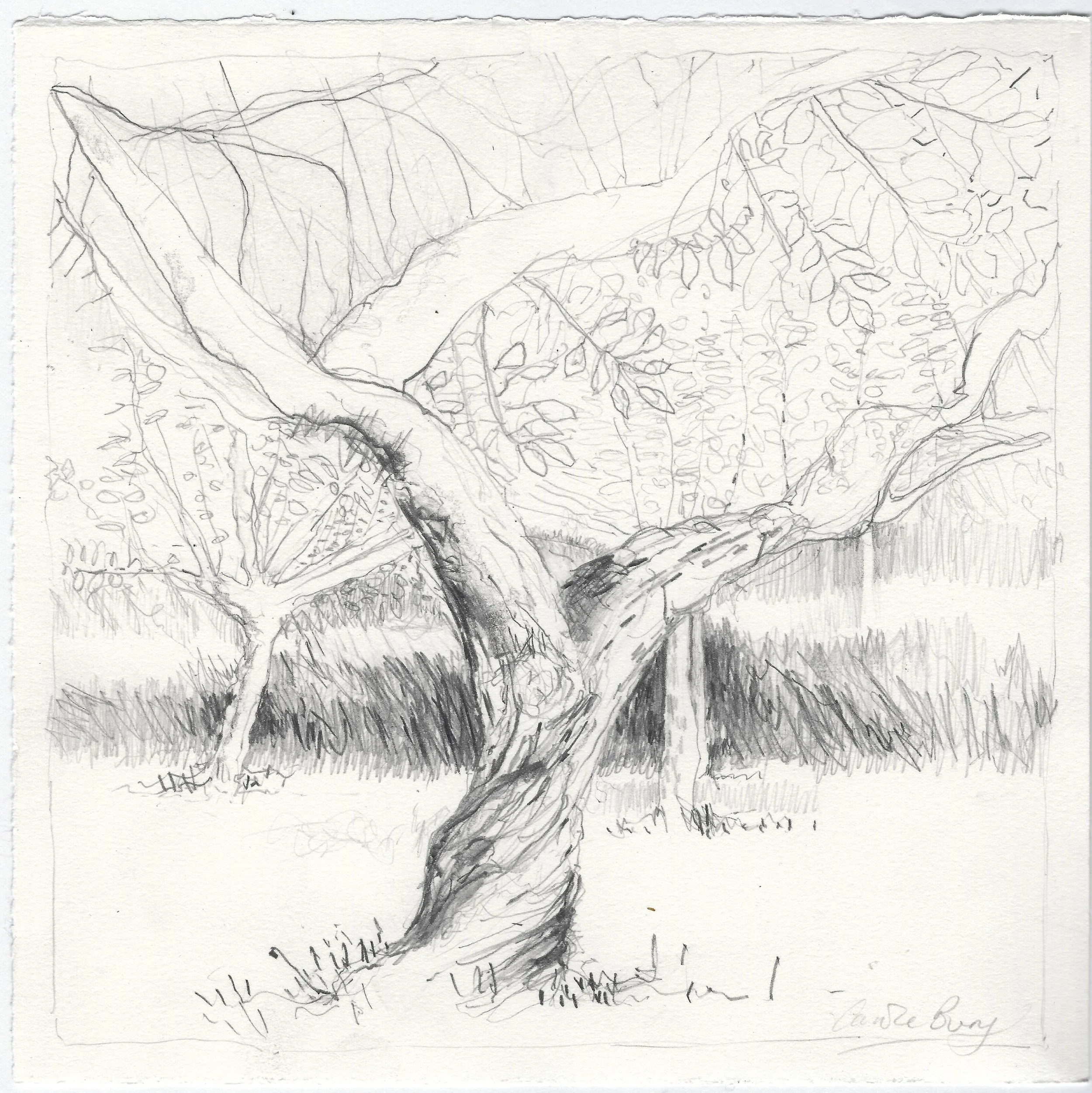 Carole-Bury_The-Medlar-Tree.jpg