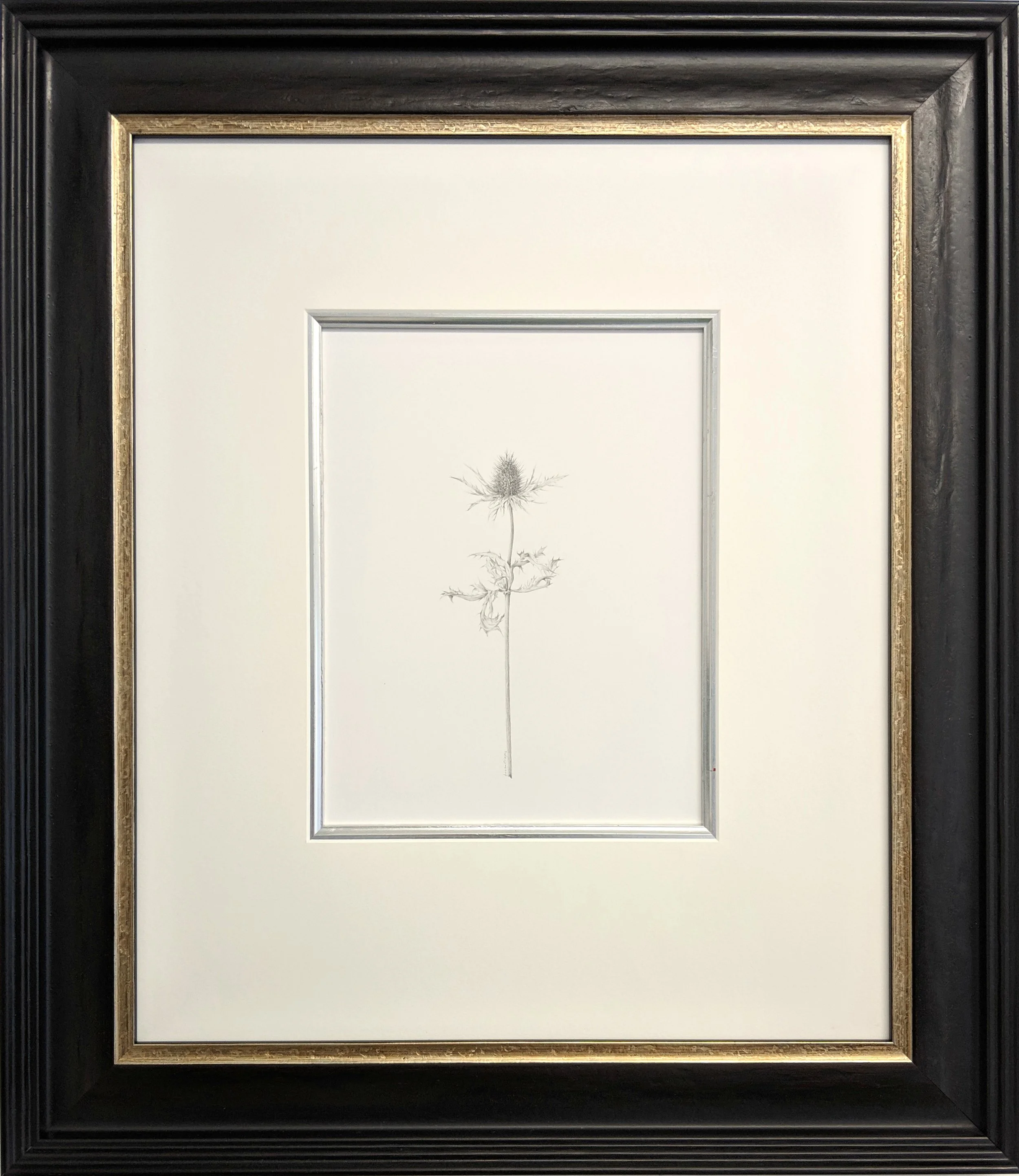 Louisa Crispin Decay xix - The Eryngium framed.jpg