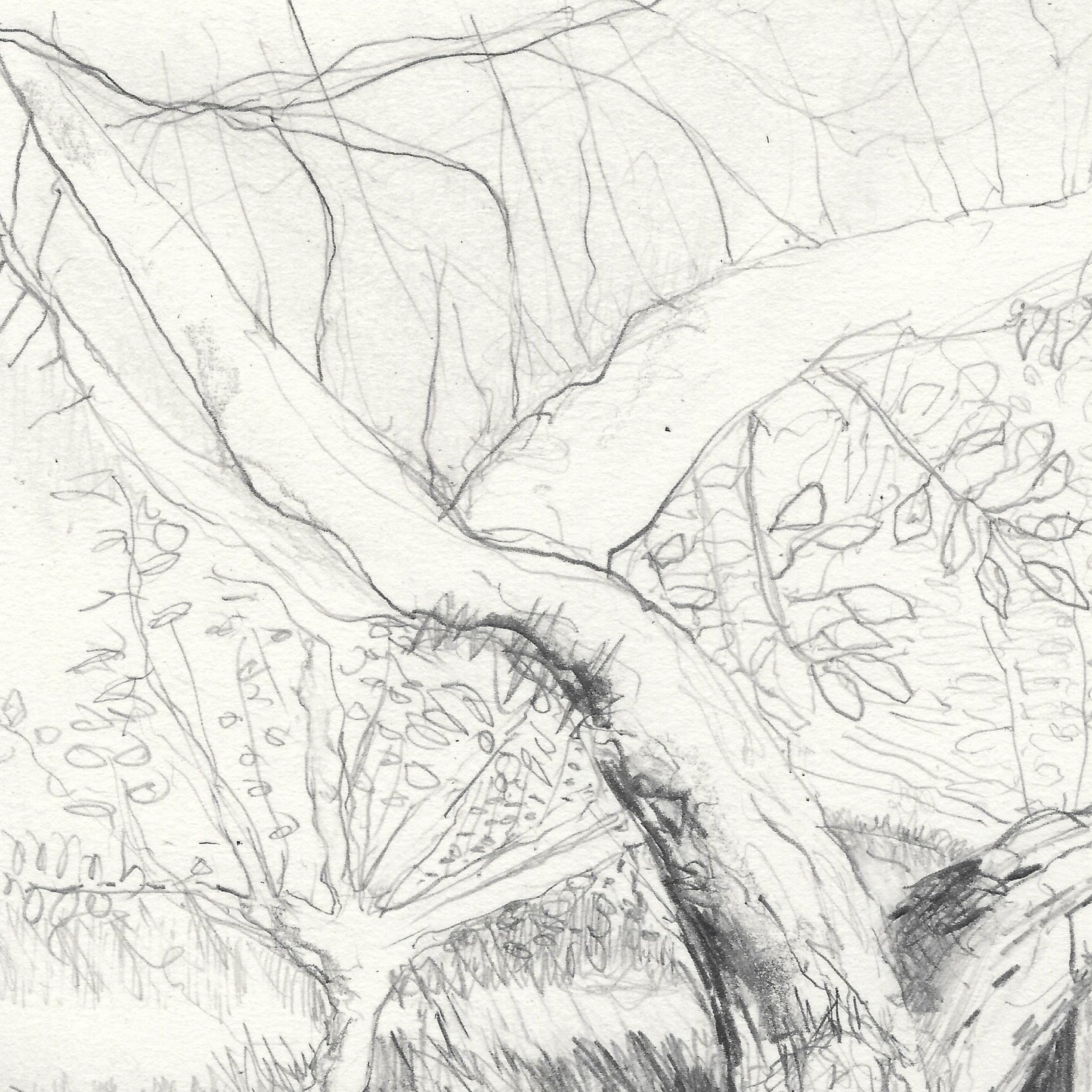 Carole-Bury_The-Medlar-Tree_detail 1.jpg