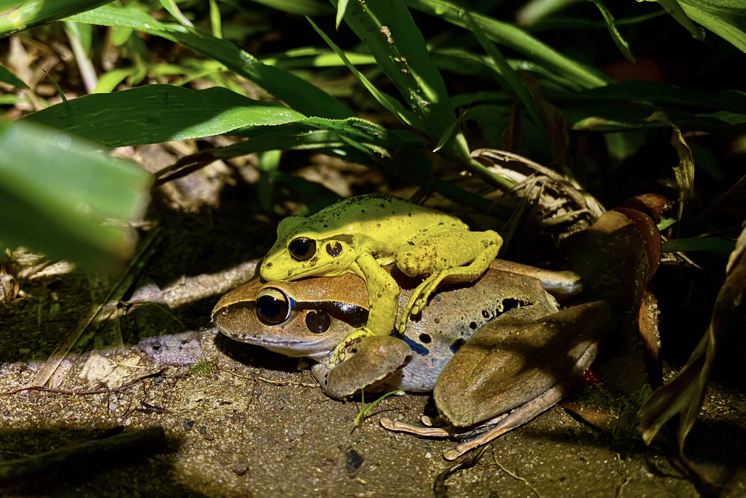 Talking all things frogs with Michele Lockwood — Revive The Northern Rivers