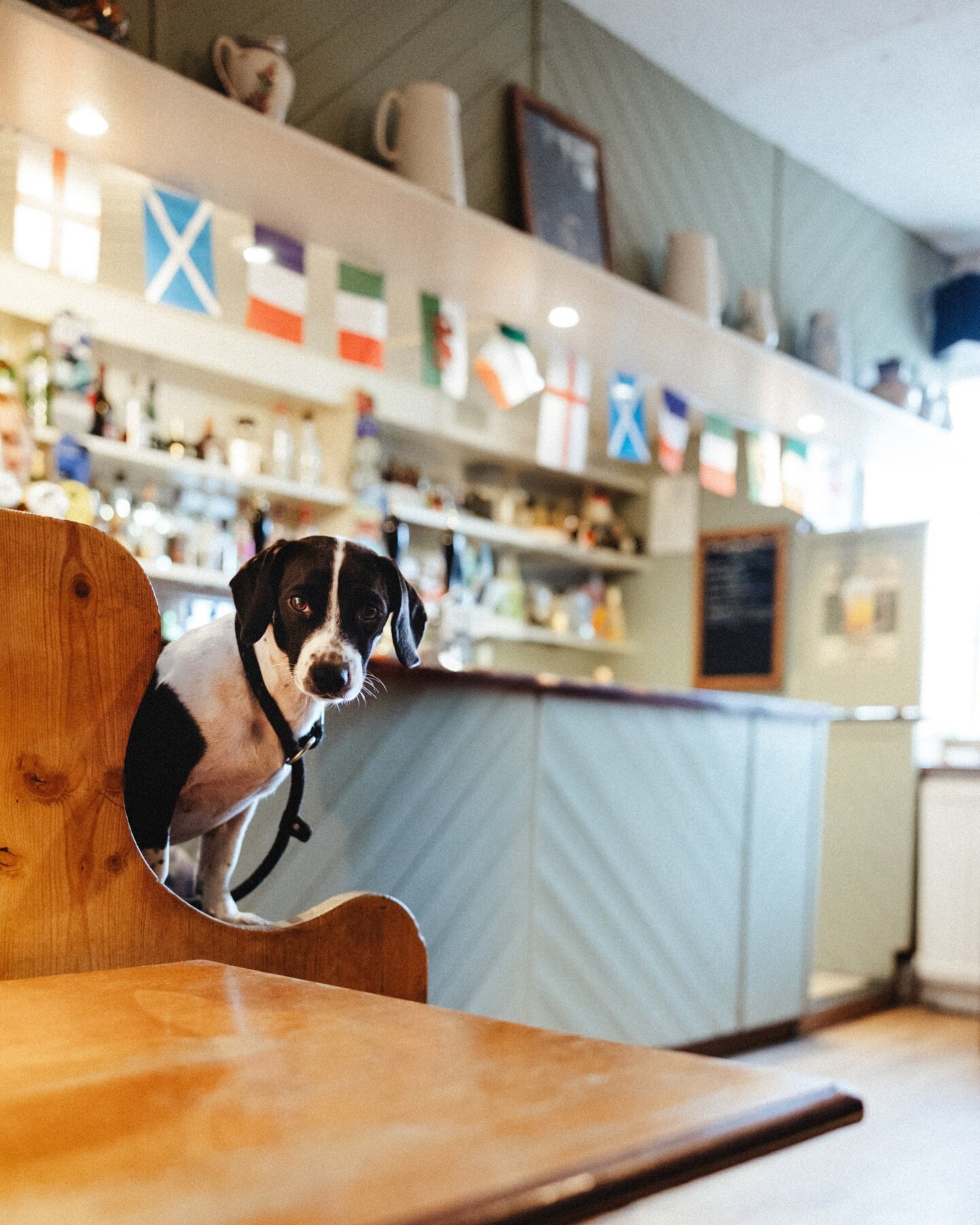 Ready to welcome all our customers this week and over the weekend, including our four legged customers 🐾 

📸 @liamandbee 

#dogfriendlyuk #dogfriendlypub #shropshirepub #shropshirefood #visitshropshire #ukpubs #pubsofinstagram