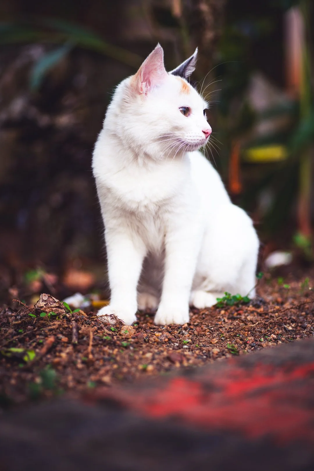 Kitty-240208-DSC_0584-IG-India-trip.jpg