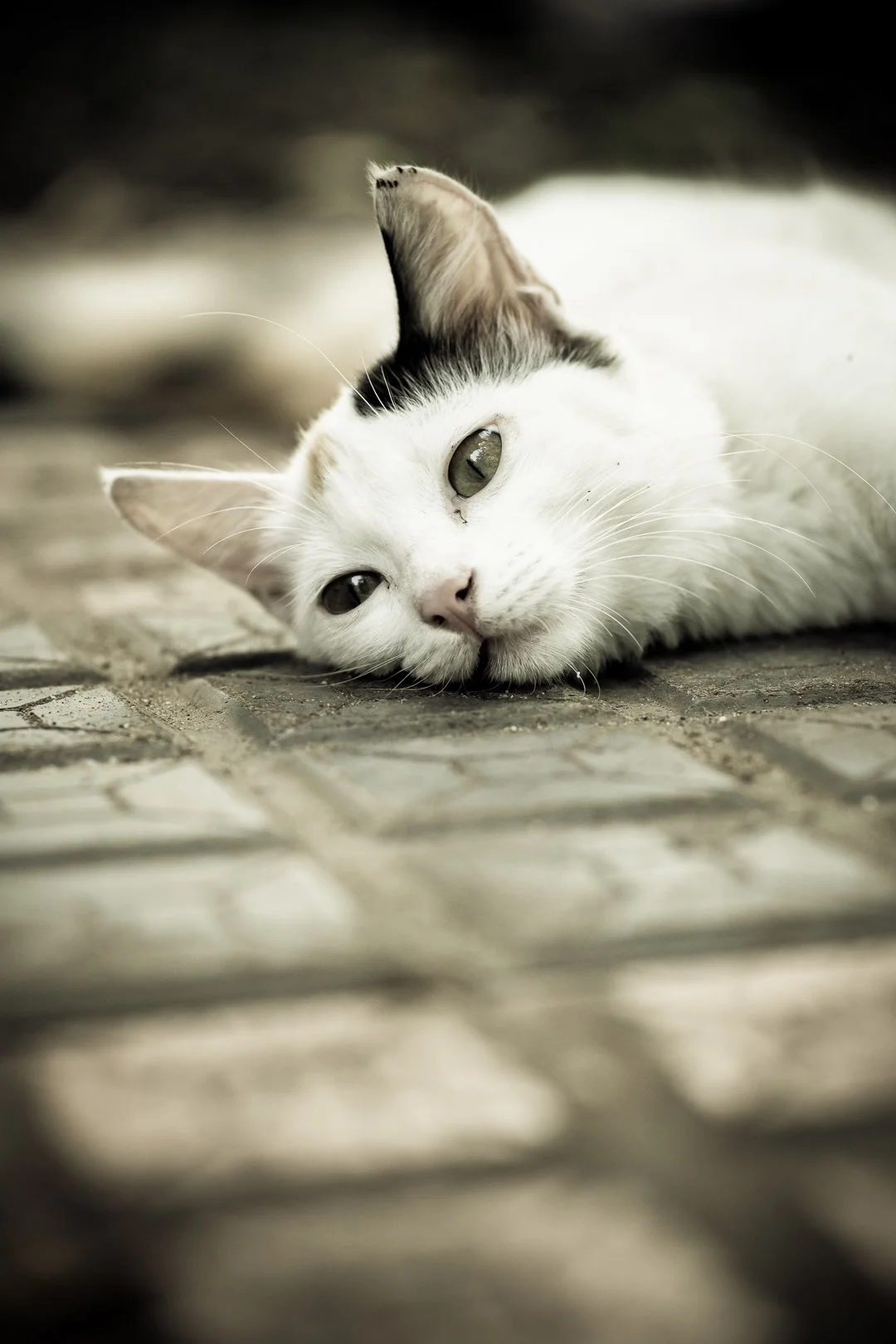 Kitty-240214-DSC_0686-IG-India-trip.jpg