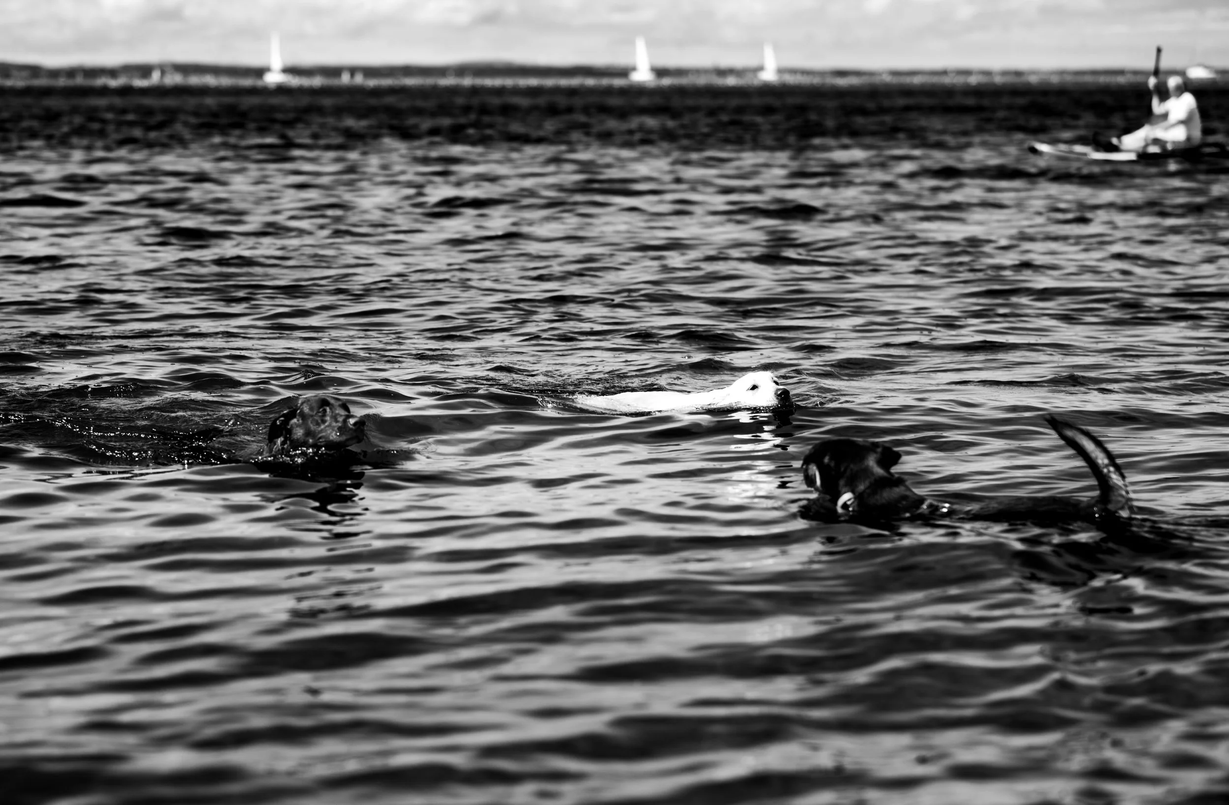 Black and White