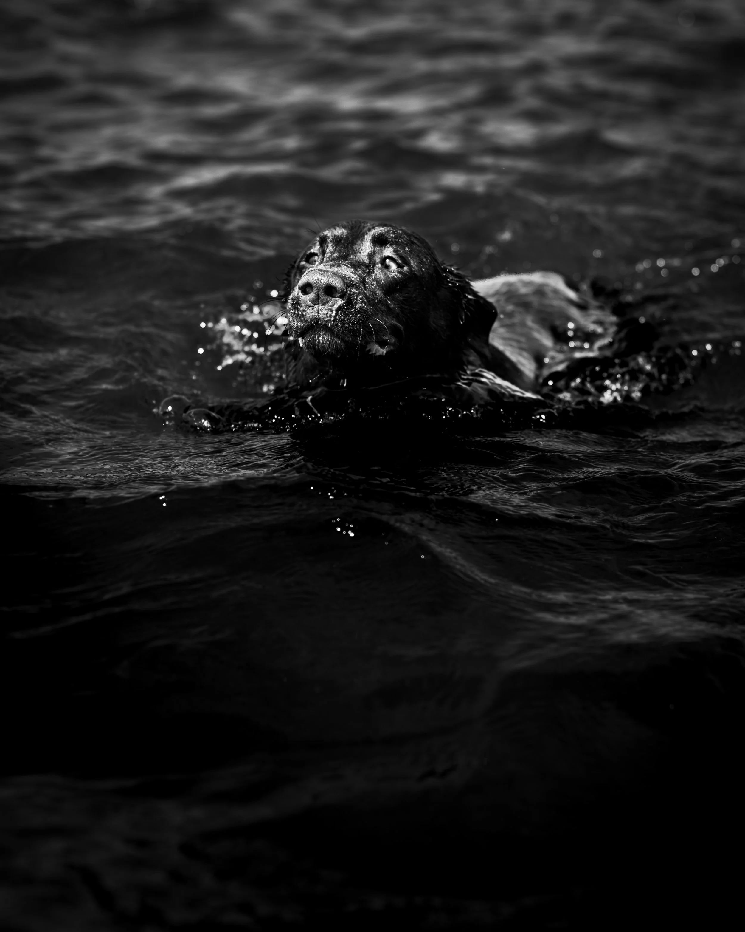 D85_2158.jpg