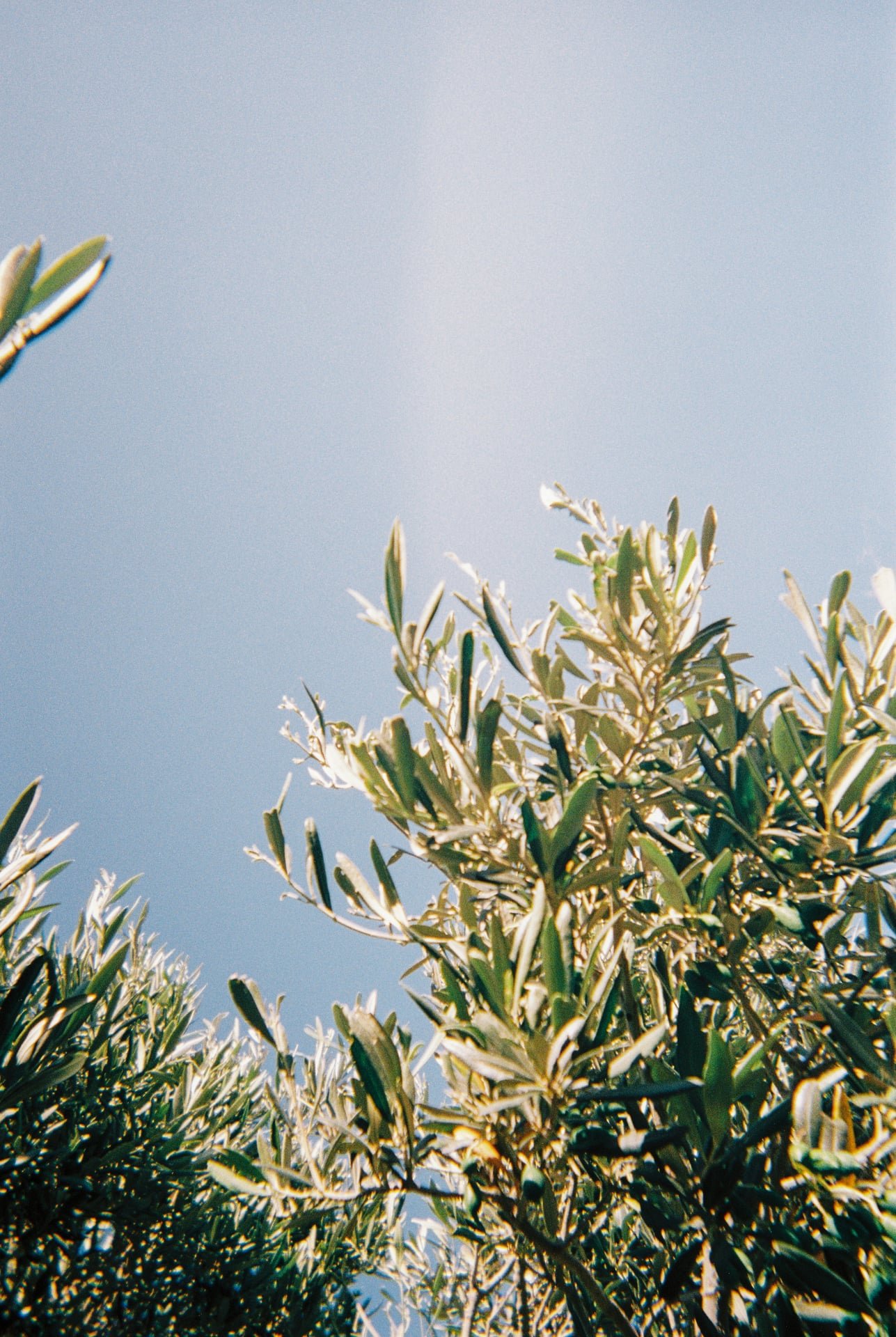 KODAK Fun Saver 800 4.jpg