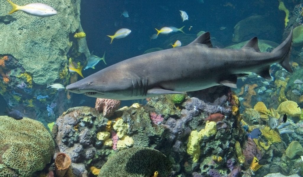 Sandtiger-Shark-credit-Todd-Stailey-TN-Aquarium-1024x683.jpeg