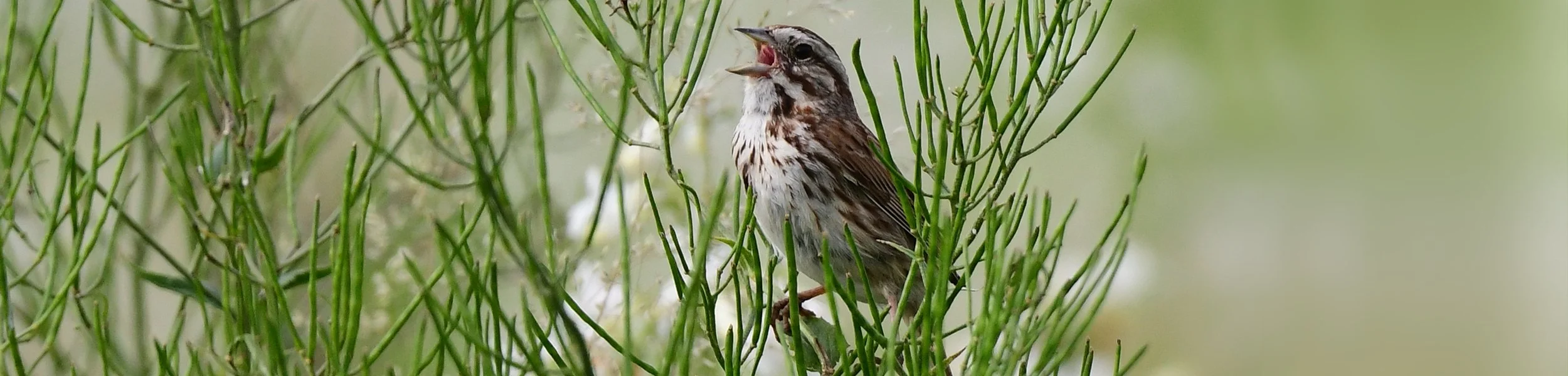 song-sparrow-banner.jpg