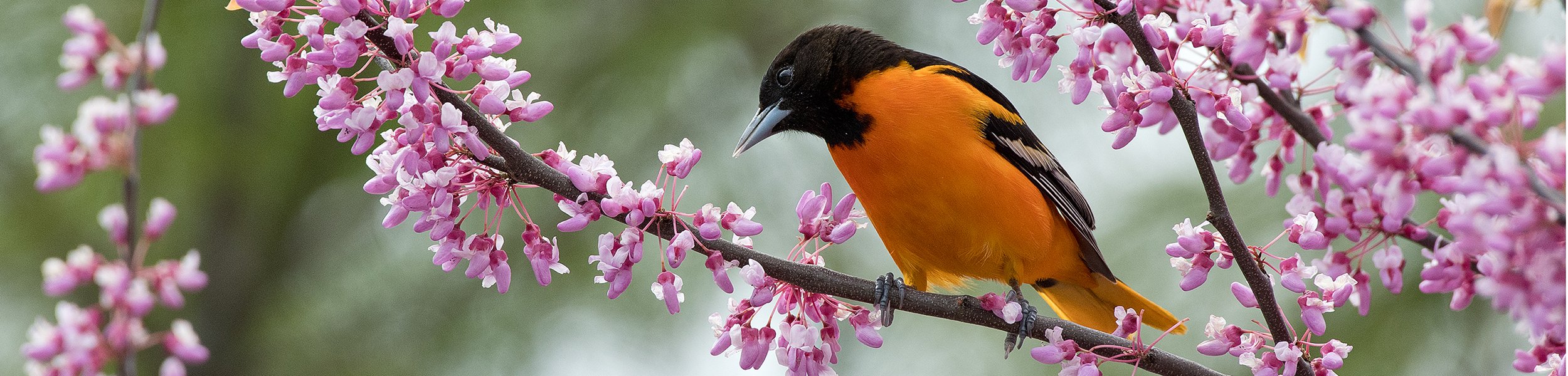 Baltimore Oriole T Warren banner.jpg