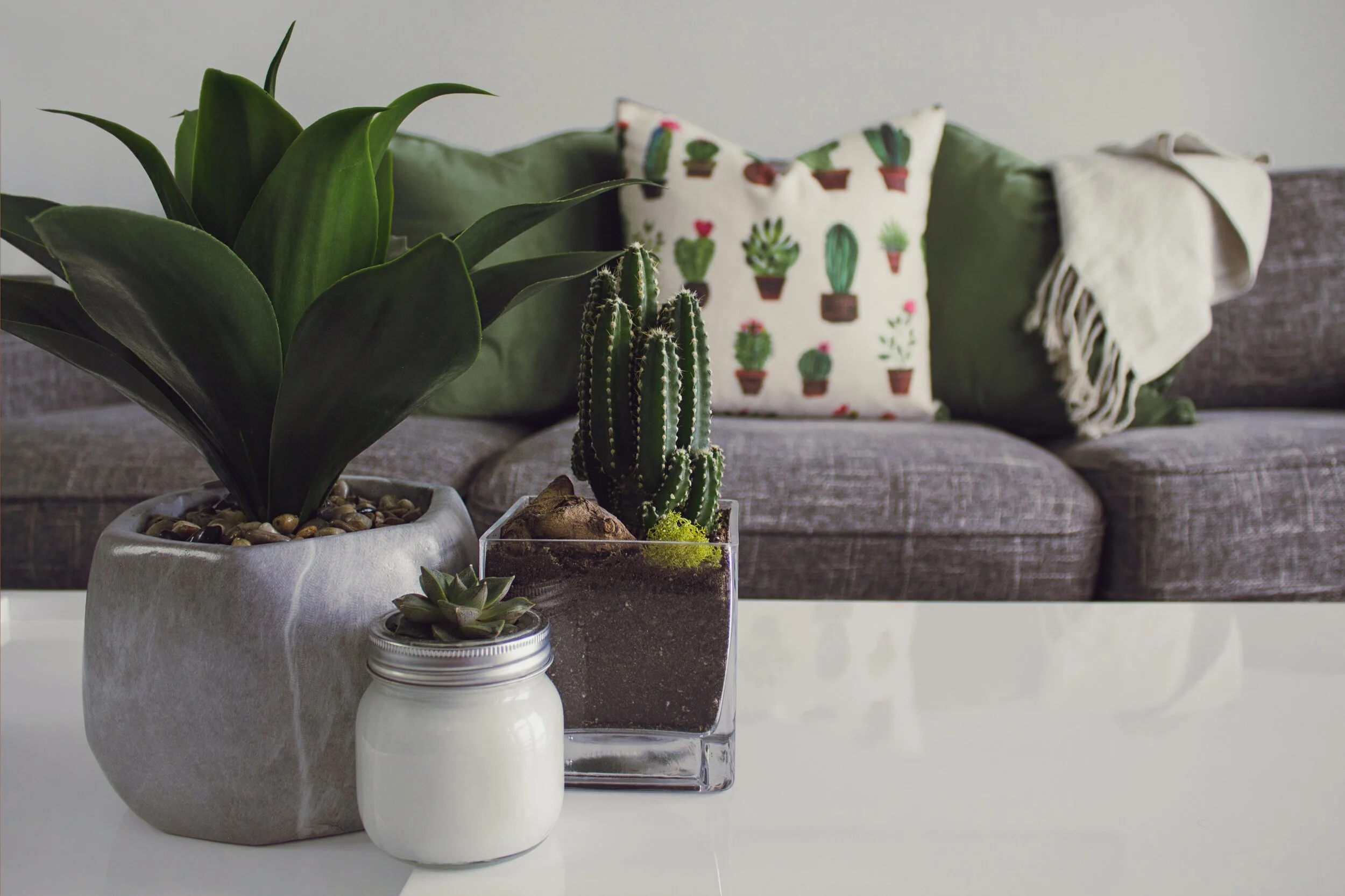 3 Types of Plants to beautify your interior