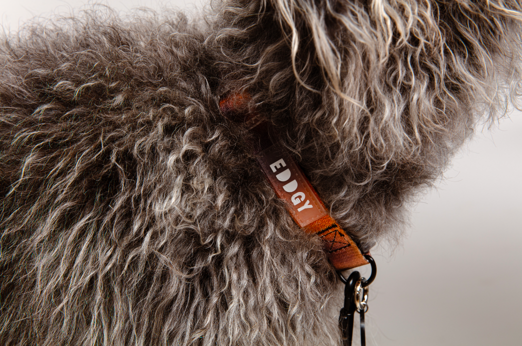 eco dog collar