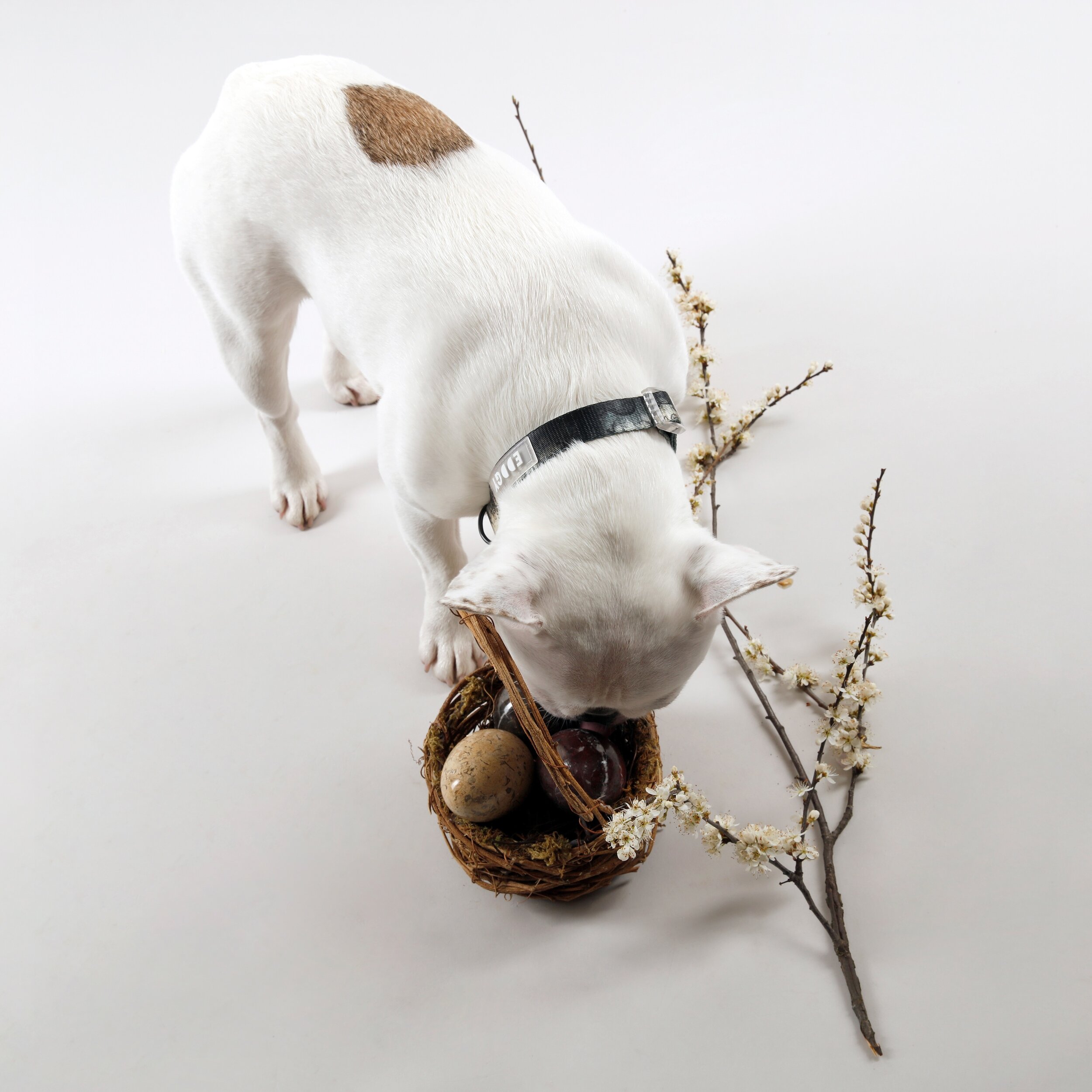 Sniffin&rsquo; out those treats.. 

Wishing you all a lovely Easter weekend 🥚🐾
___________________________
Throwback to one of my favourite shoots from 2022 with @loulouandkoko 📷 
I think we nailed the aesthetics, what do you think??

#dogsofinsta