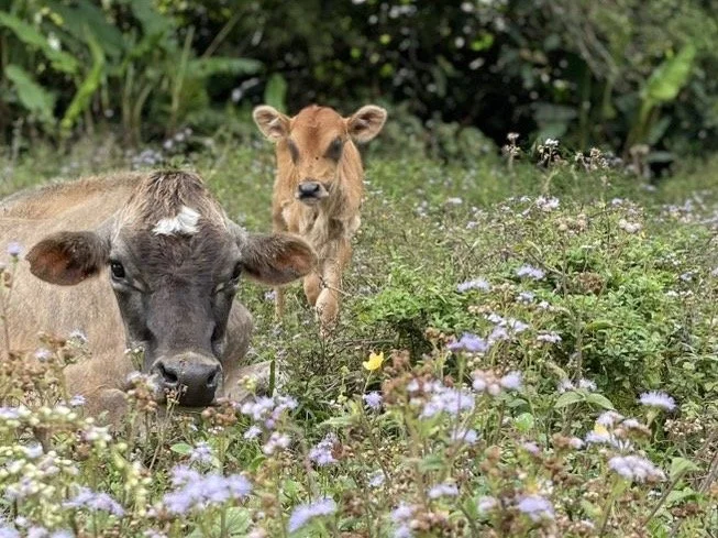 mama and baby cow.jpg