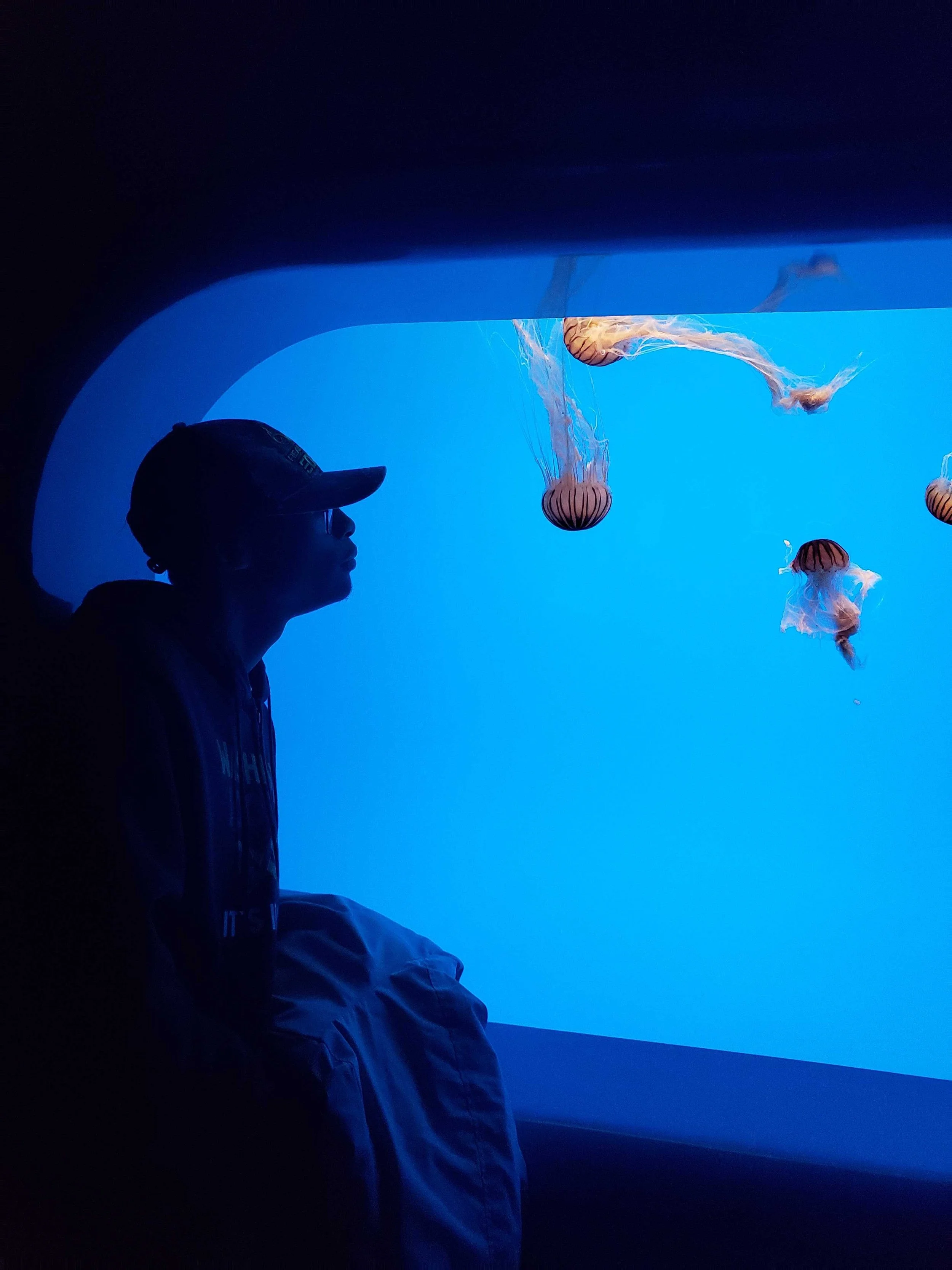 Silhouette of a man looks into blue aquarium tank with jellyfish
