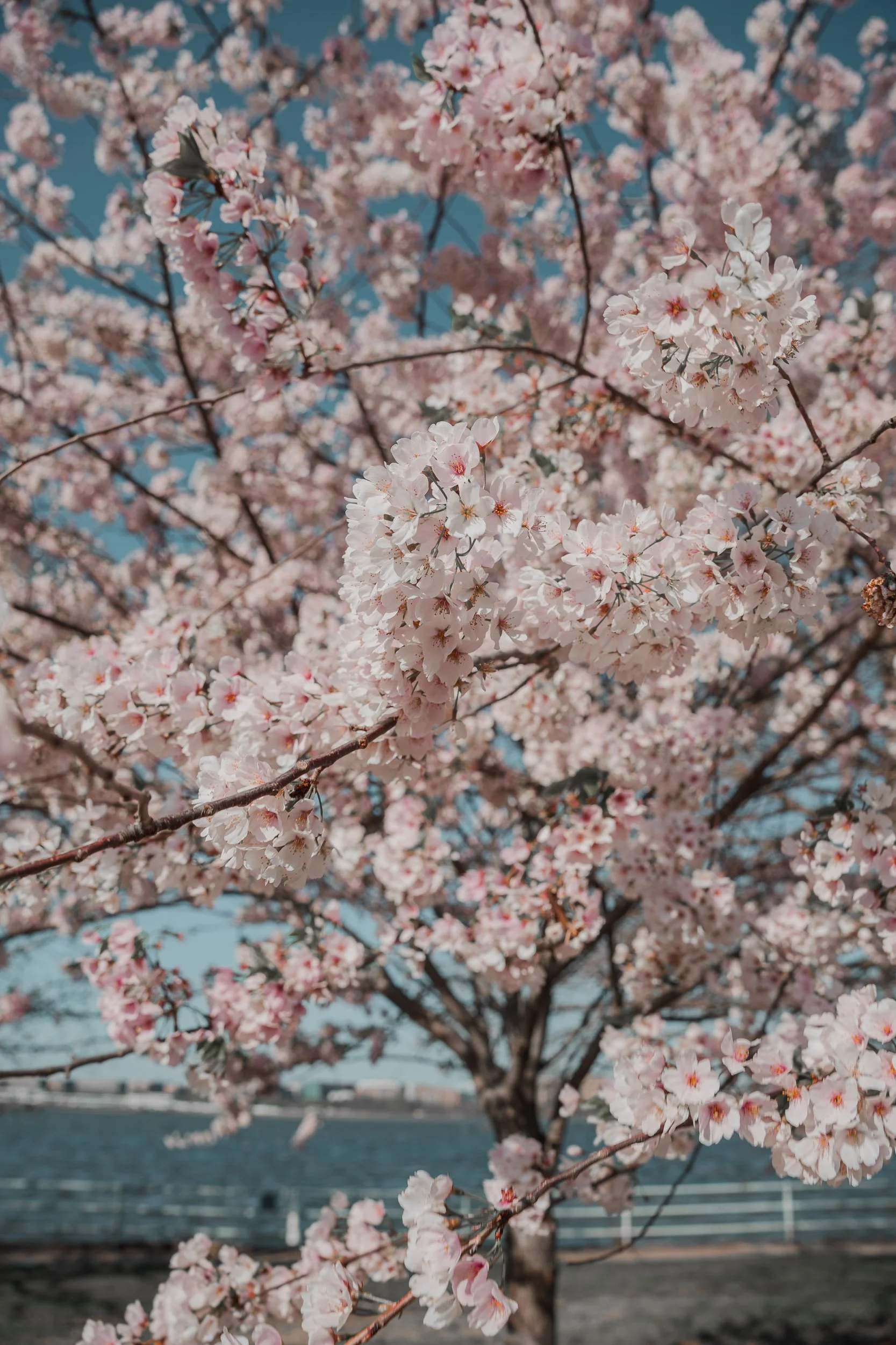 Japan-Cherry Blossoms-1.jpg