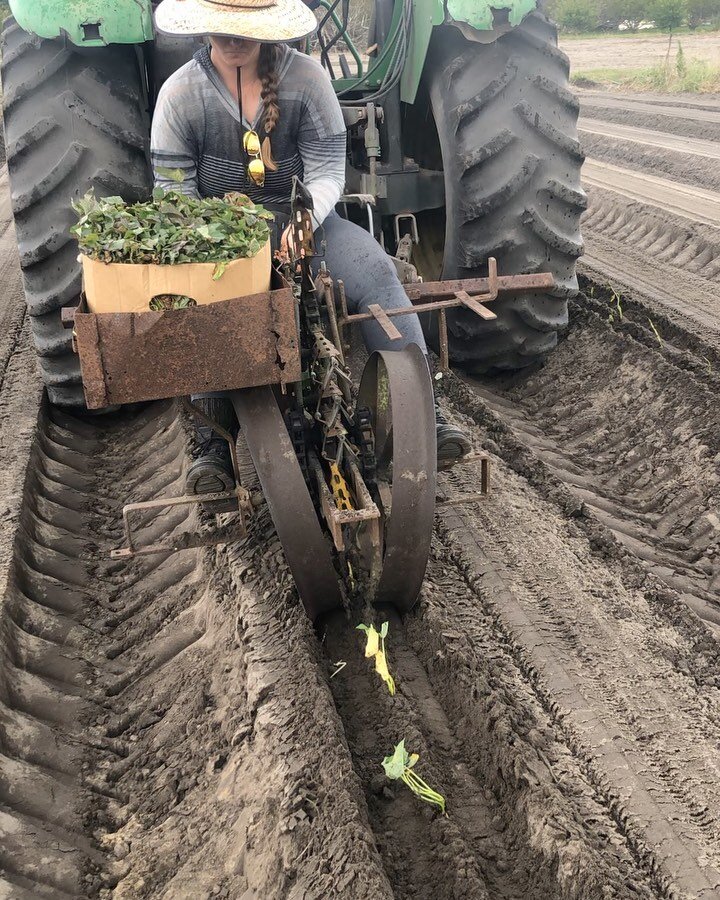 We been workin y&rsquo;all. Storage squash and sweet potatoes for next season. We&rsquo;re almost done for this round then back to planting for next season. #organicfarming #gainesvilleflorida