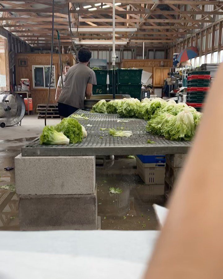 Lotta lettuce