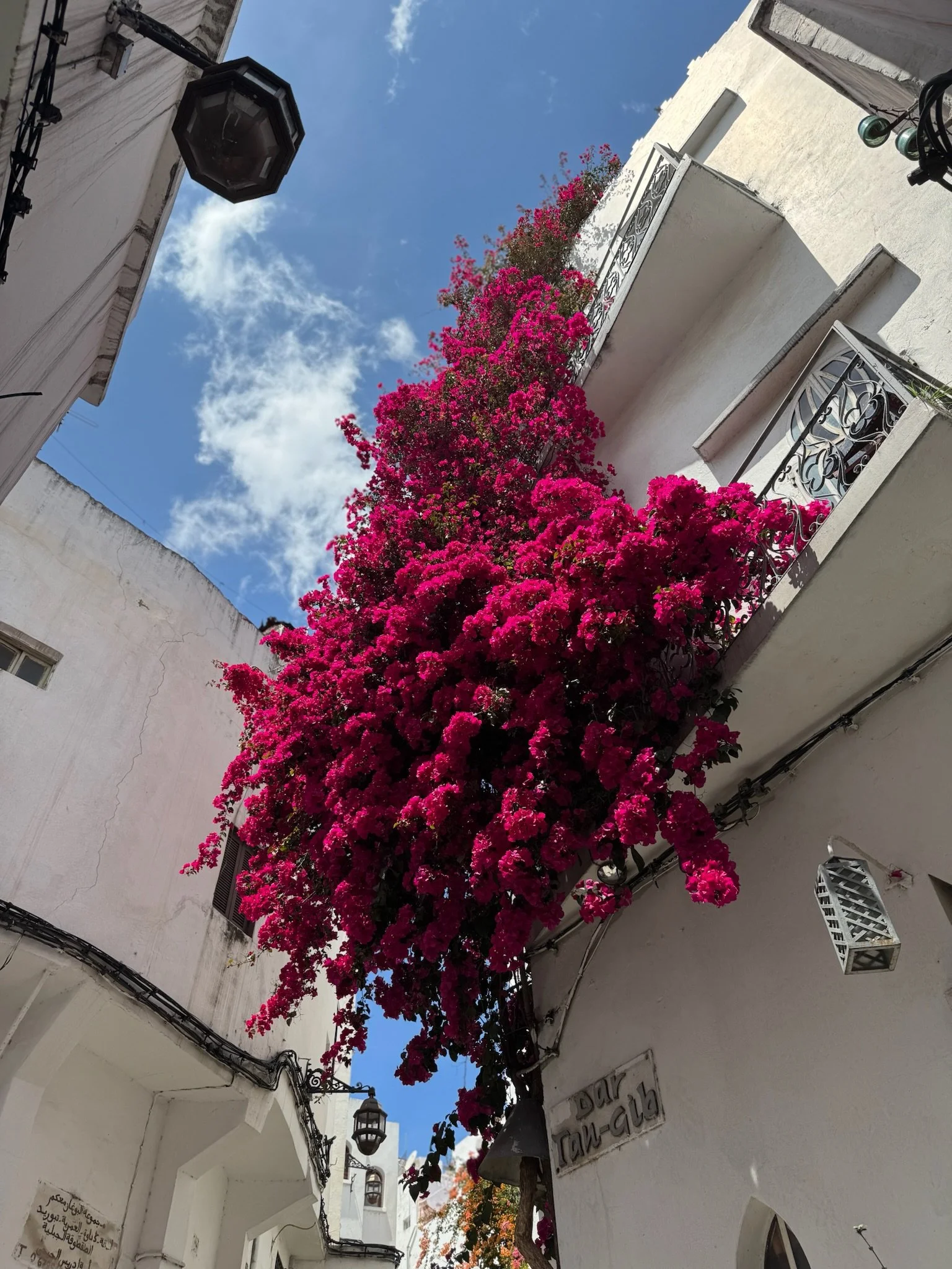 IMG_6690.jpeg
