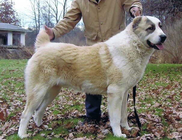 Central Asian Shepherd Dog Mom Gifts Central Asian Shepherd 