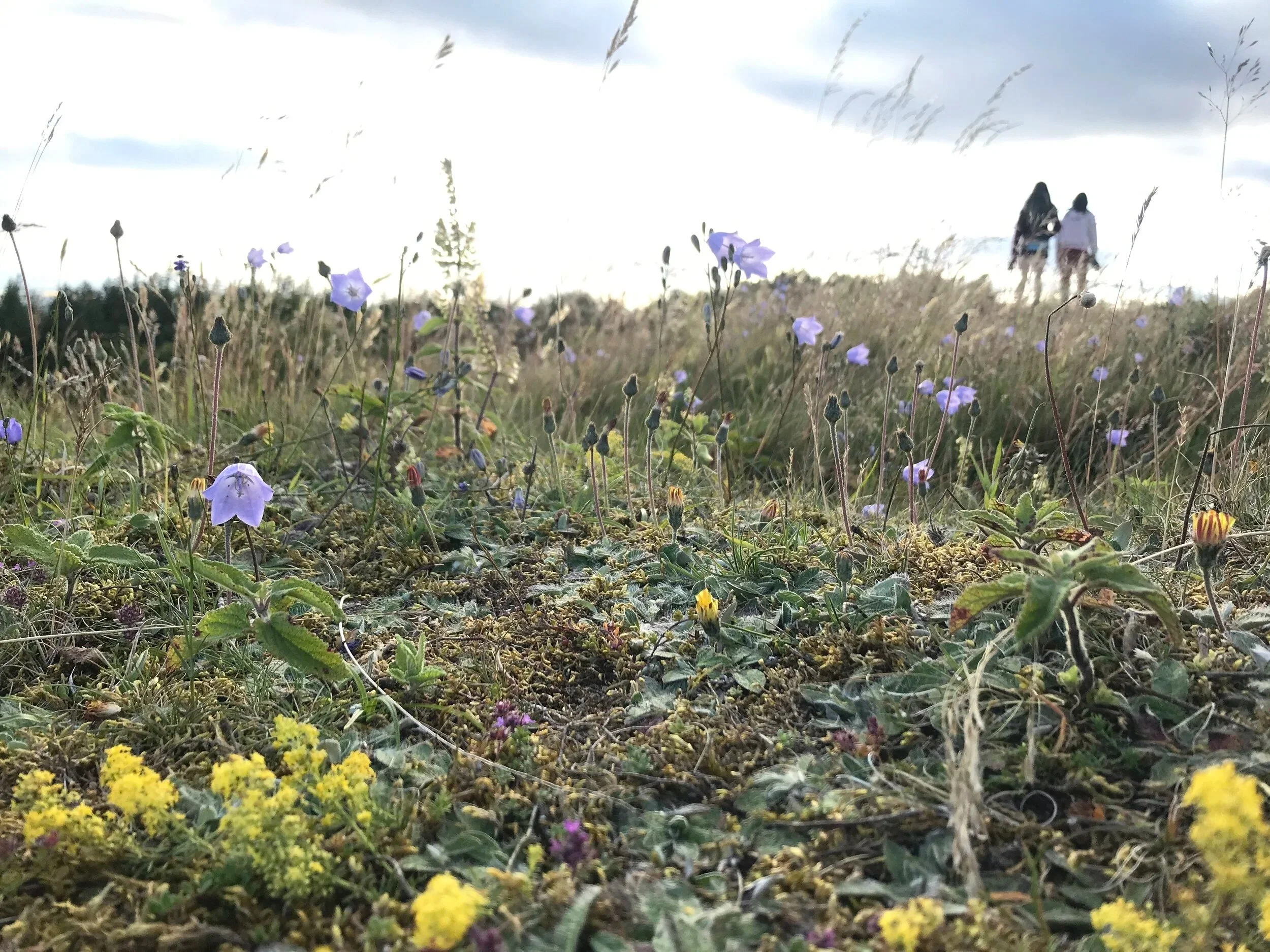Highland Foraging Walks