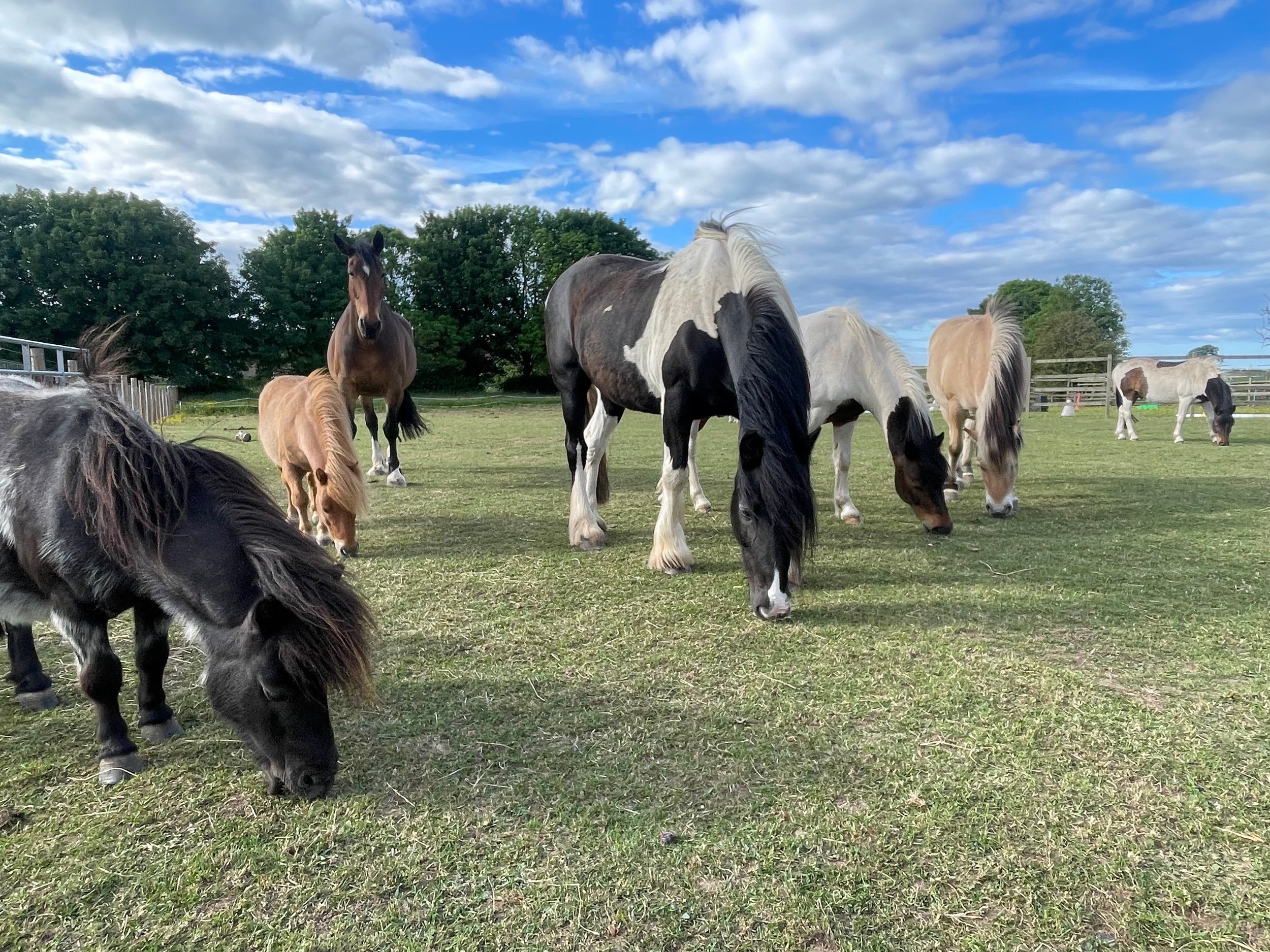 The herd of horses and ponies grazing together in a green paddock under a bright blue summer sky at The Horse Sanctuary, Little Swinton