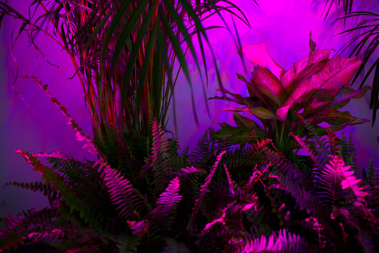 image from Sam Nestor’s Arcadia - purple and pink lighting on foliage